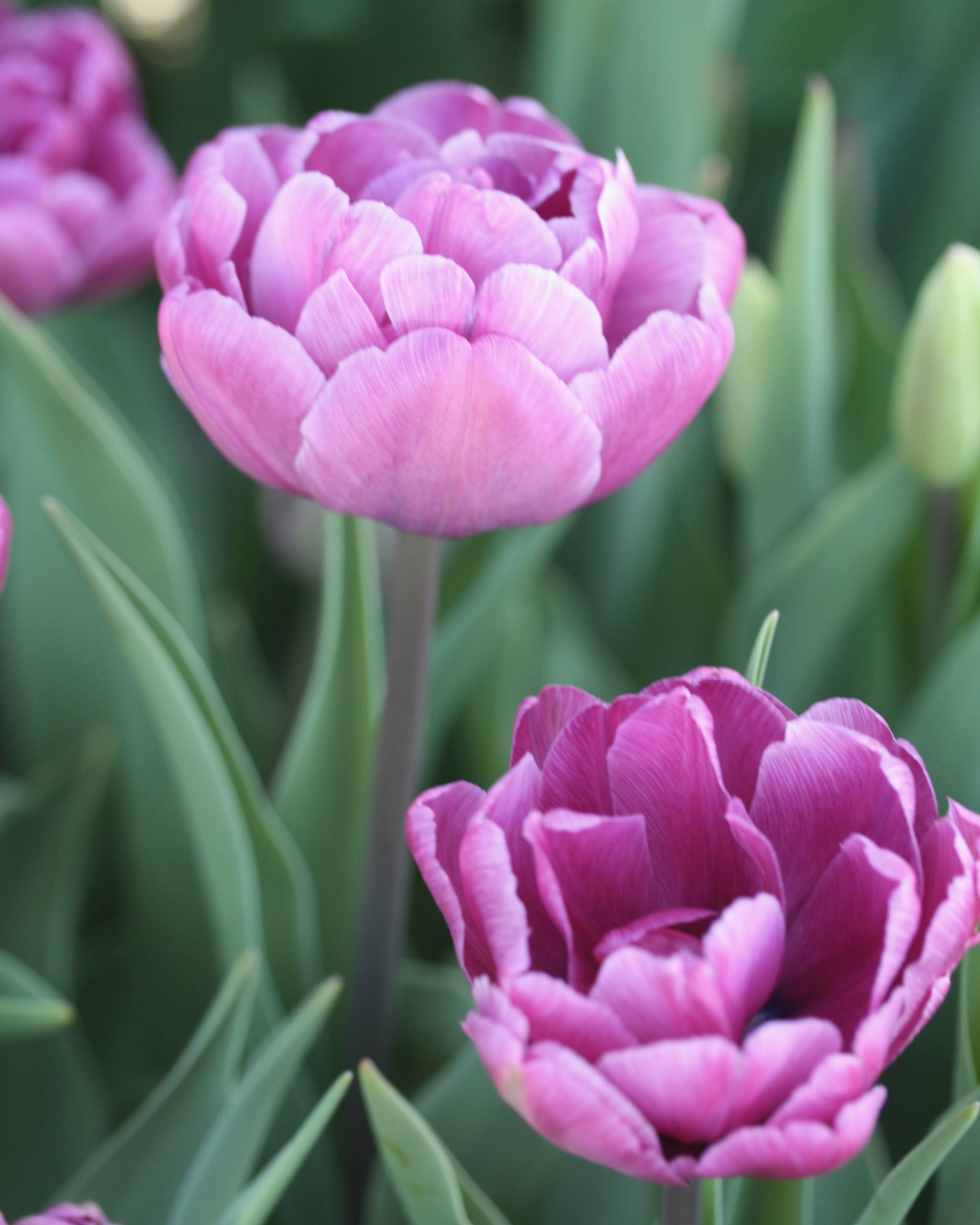 Tulipan Blue Diamond – lukket knopp i dyp purpur