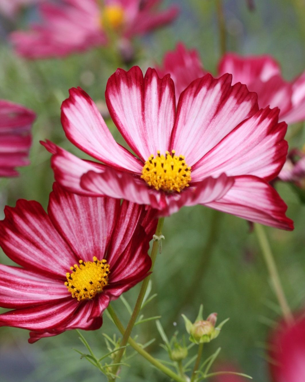 Cosmos Velouette med hvite og rødrosa blomster i hagen
