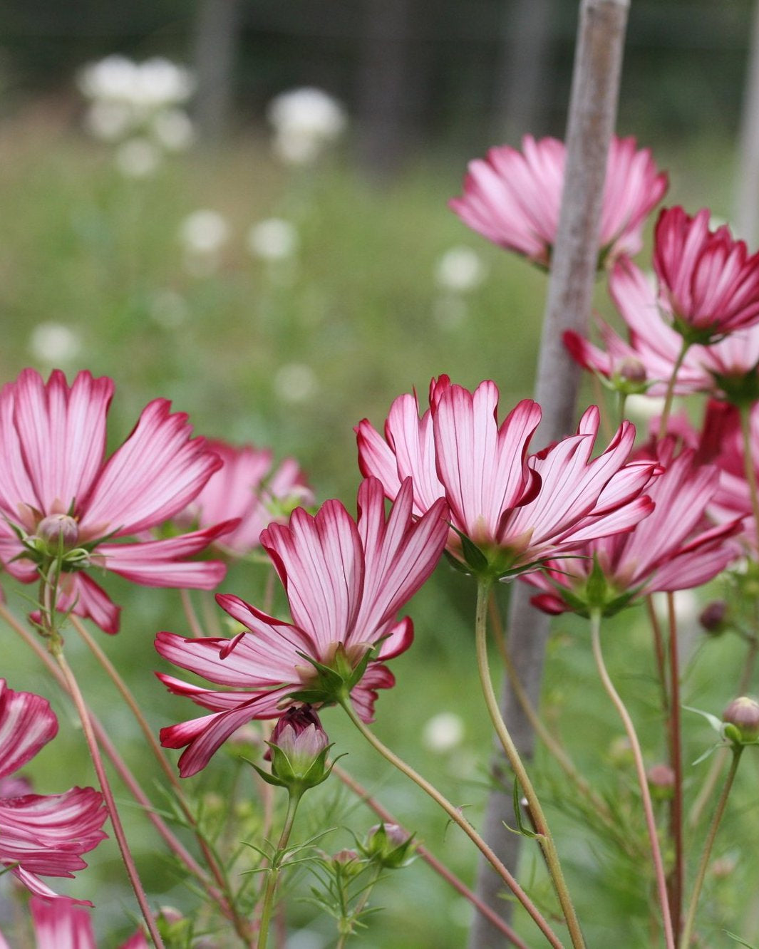 Cosmos Velouette i full blomst - ettårig hageblomst