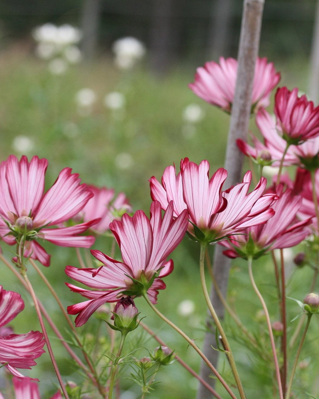 Cosmos Velouette i full blomst - ettårig hageblomst