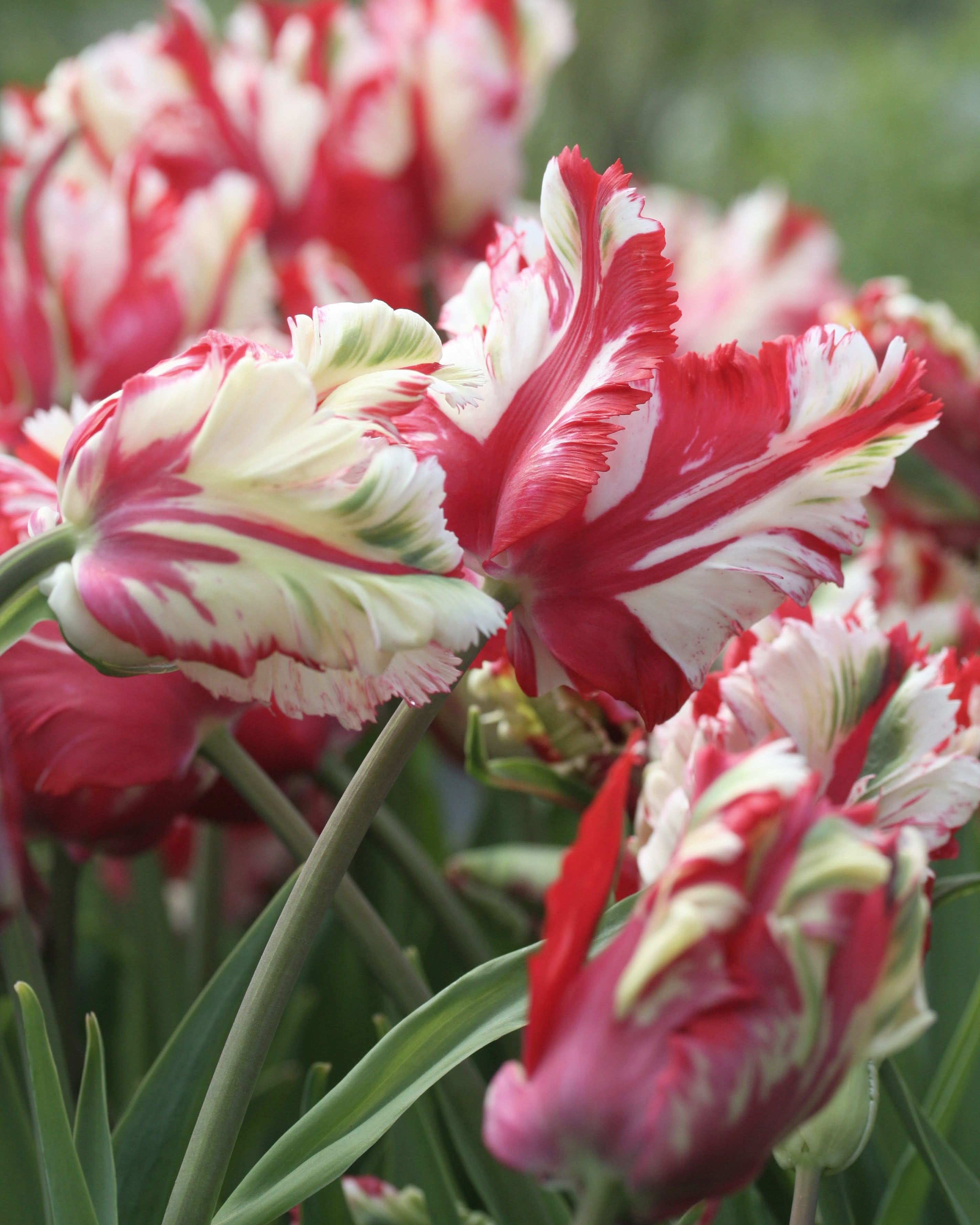 Tulipan Estella Reijnveld – blomst som åpner seg og viser sitt karakteristiske bølgende uttrykk
