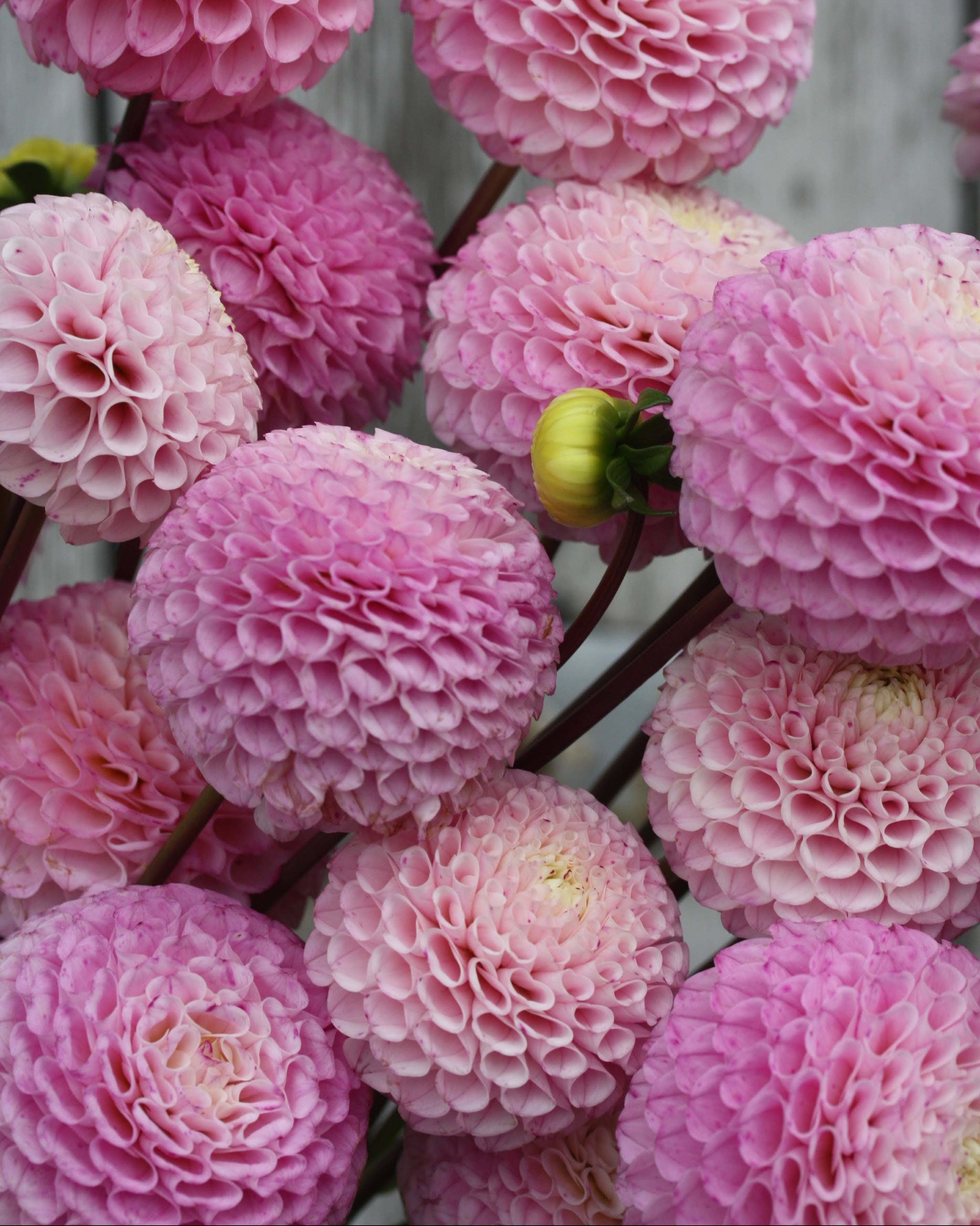 Nærbilde av Georgine Frank Holmes med rund lavendelrosa pompomblomst