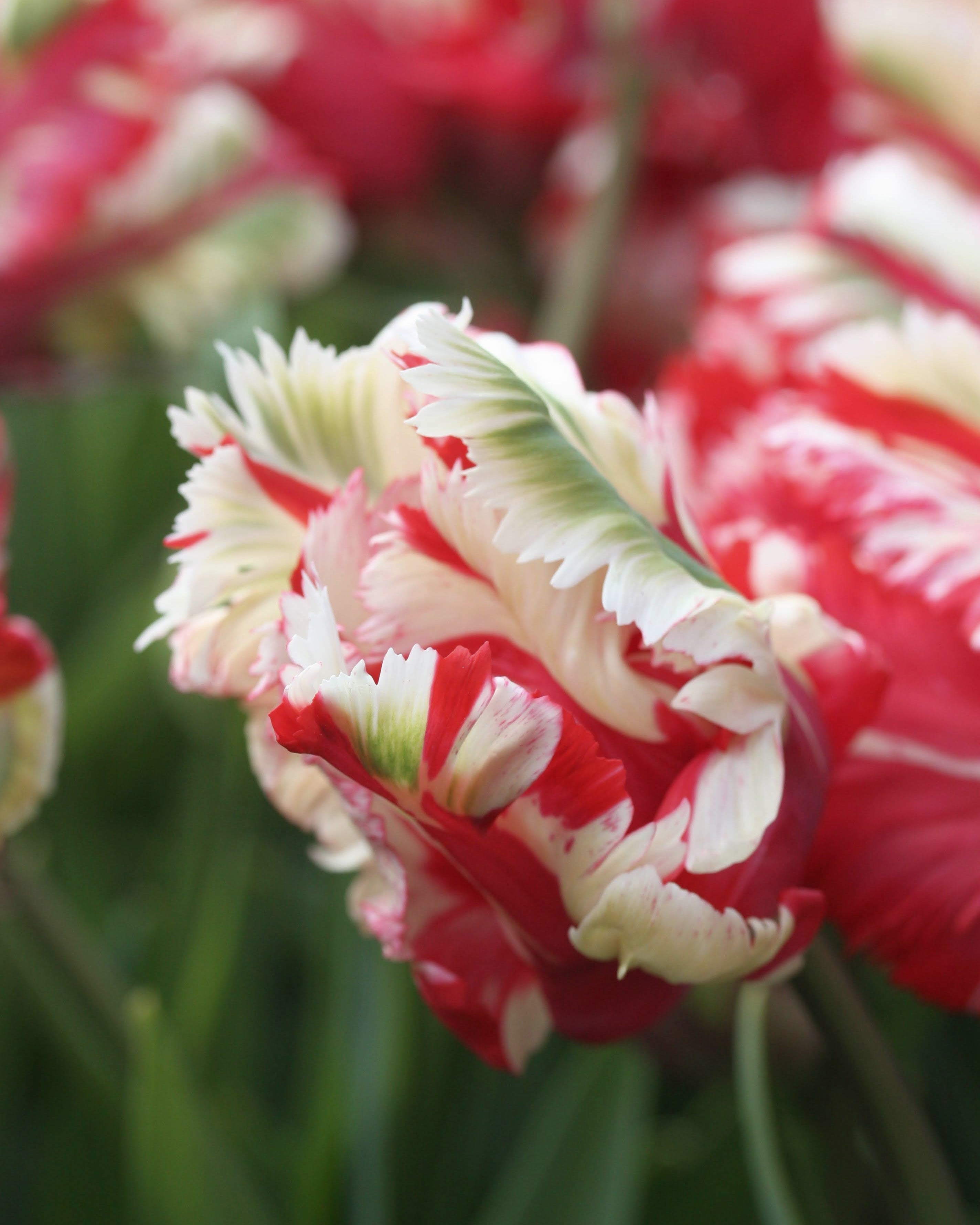 Tulipan Estella Reijnveld – gruppe av papegøyetulipaner i bed eller bukett, høyde ca. 40 cm
