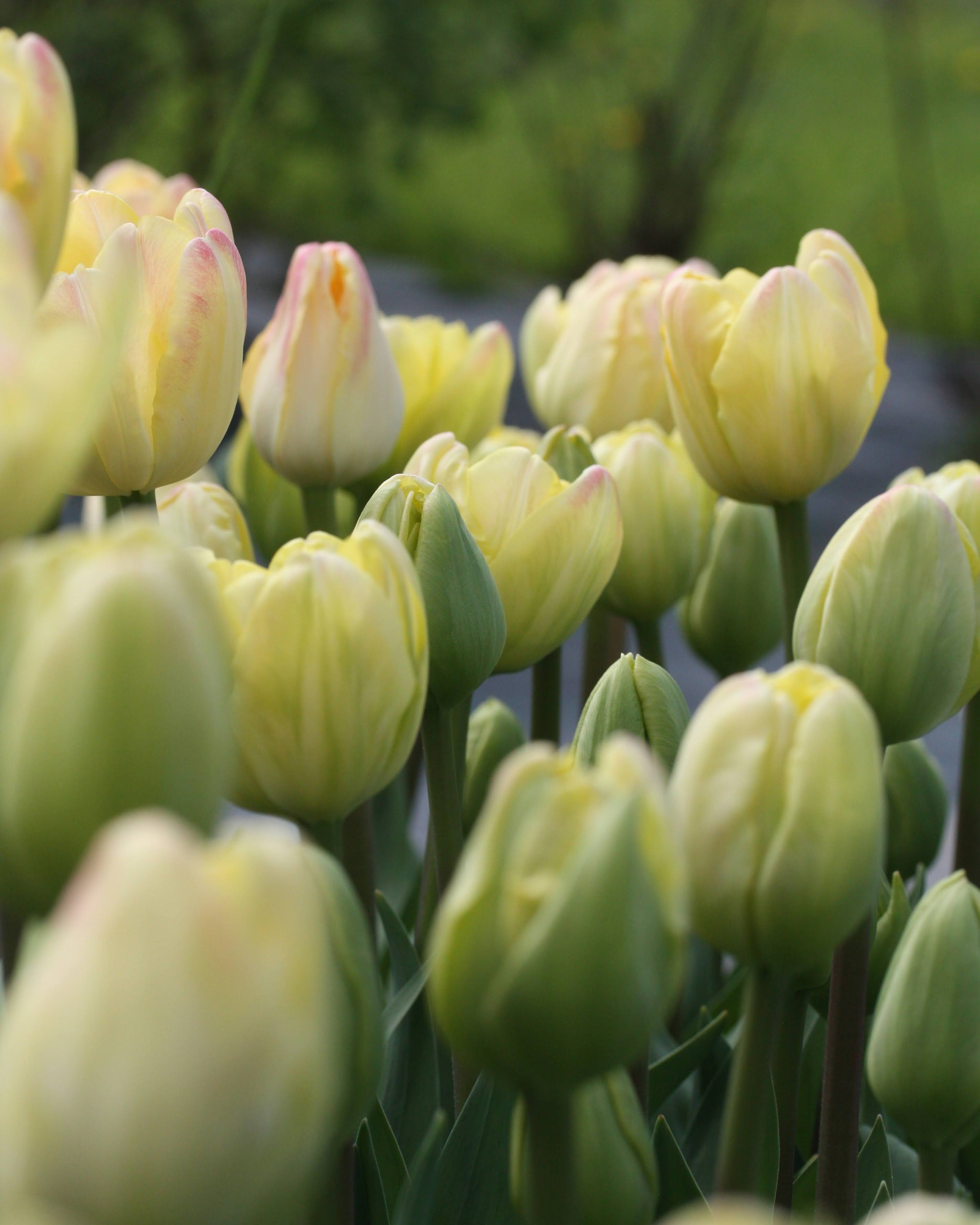 Tulipan Creme Upstar – gruppe av fylte kremgule tulipaner i bed eller bukett