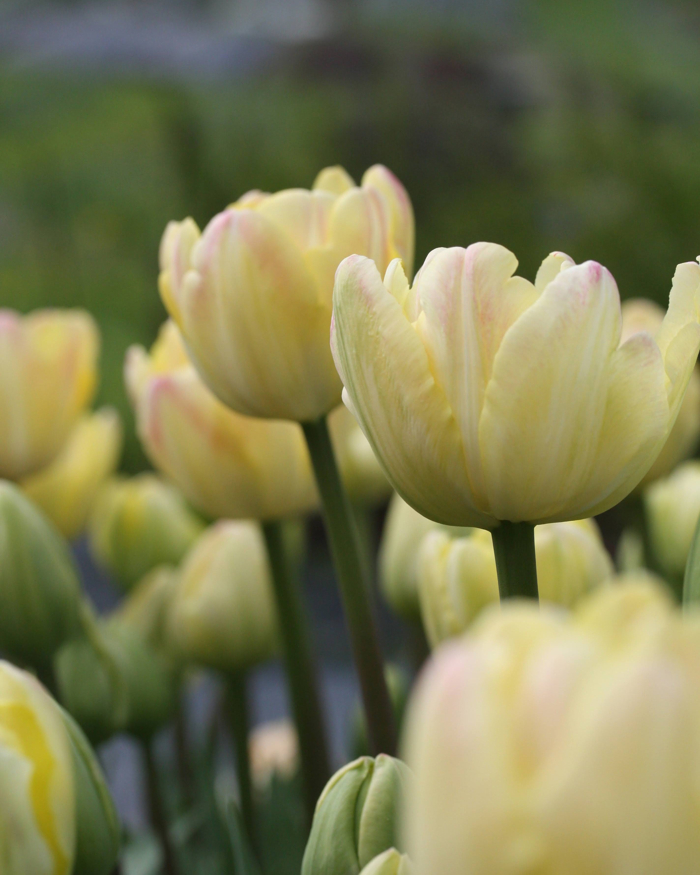 Tulipan Creme Upstar – halvåpen fylt tulipan i lys kremgul med mykt rosa skjær