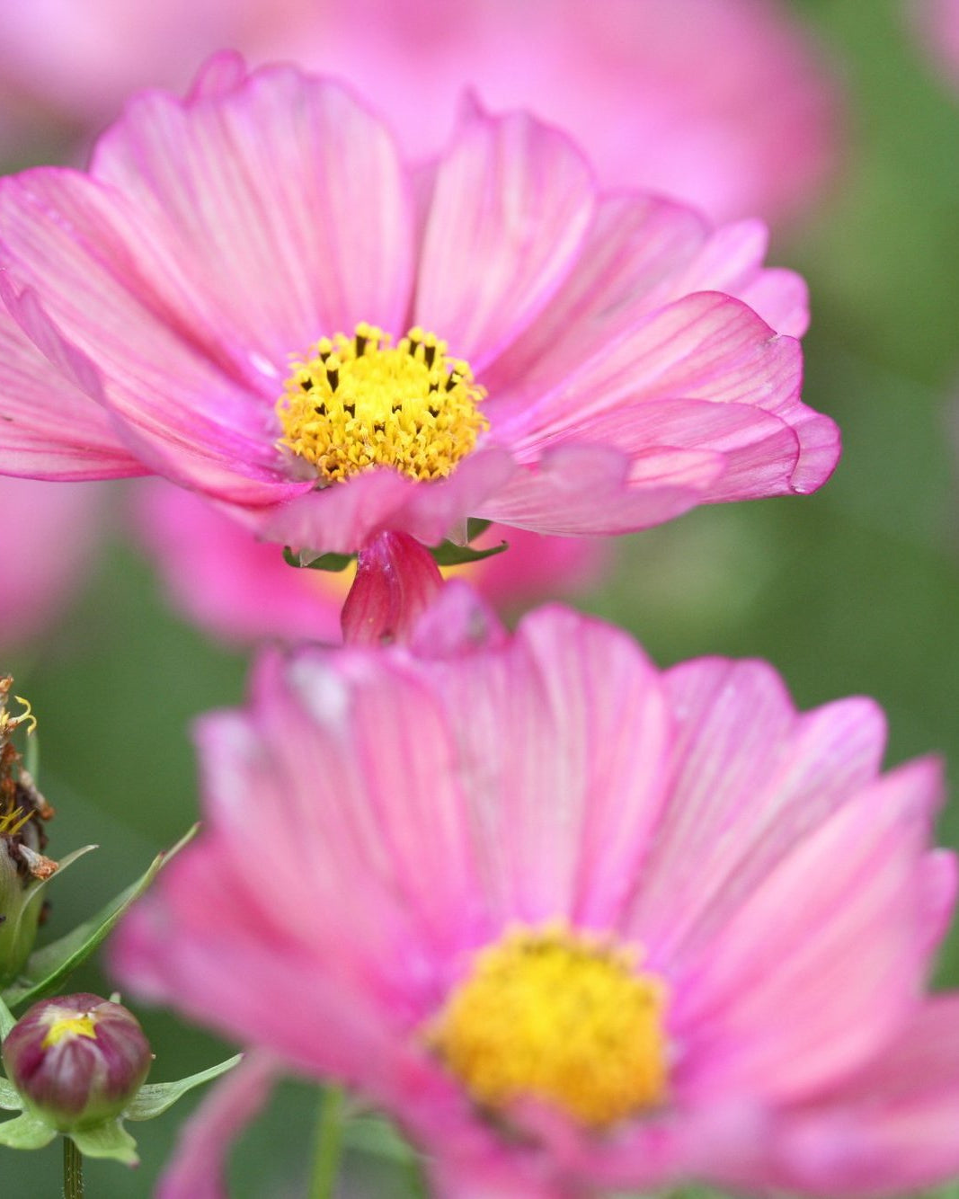 Nærbilde av Cosmos Xenia med ferskenfargede og rosa blomster