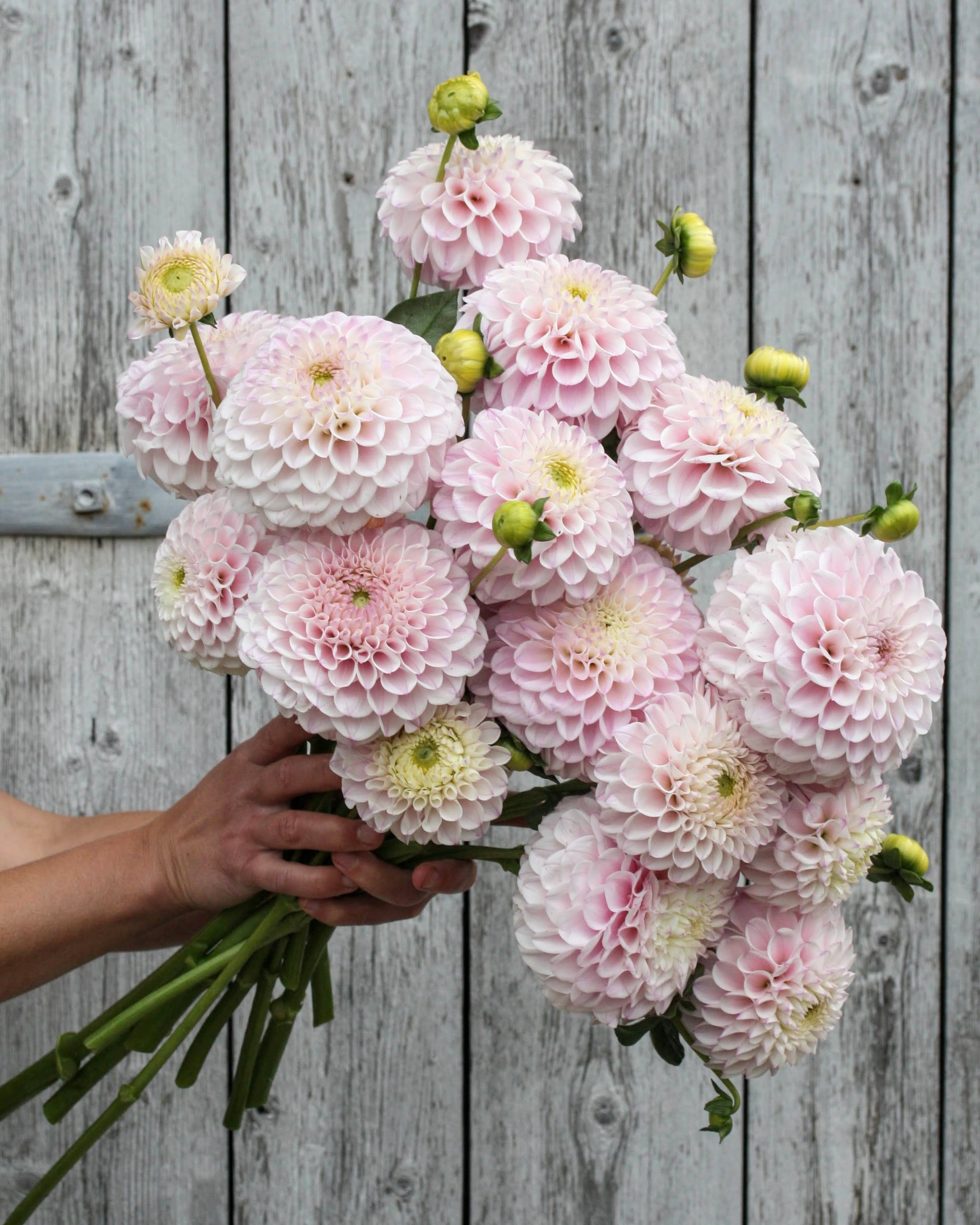 Georgine Opal - lys blushrosa ballgeorgine med kremhvitt senter og tett fylte blomster