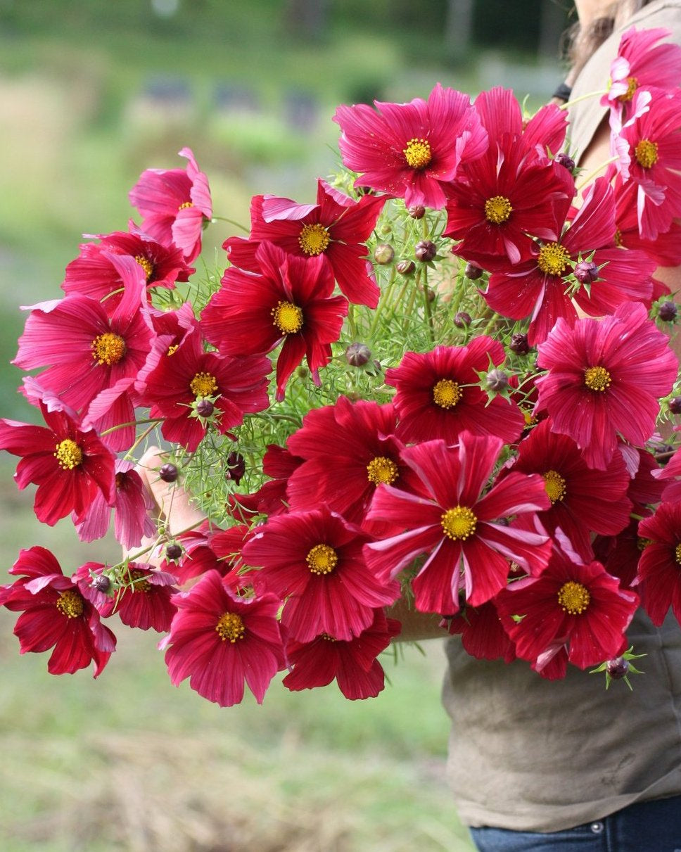 Cosmos Rubenza med bringebærrøde blomster i hagen