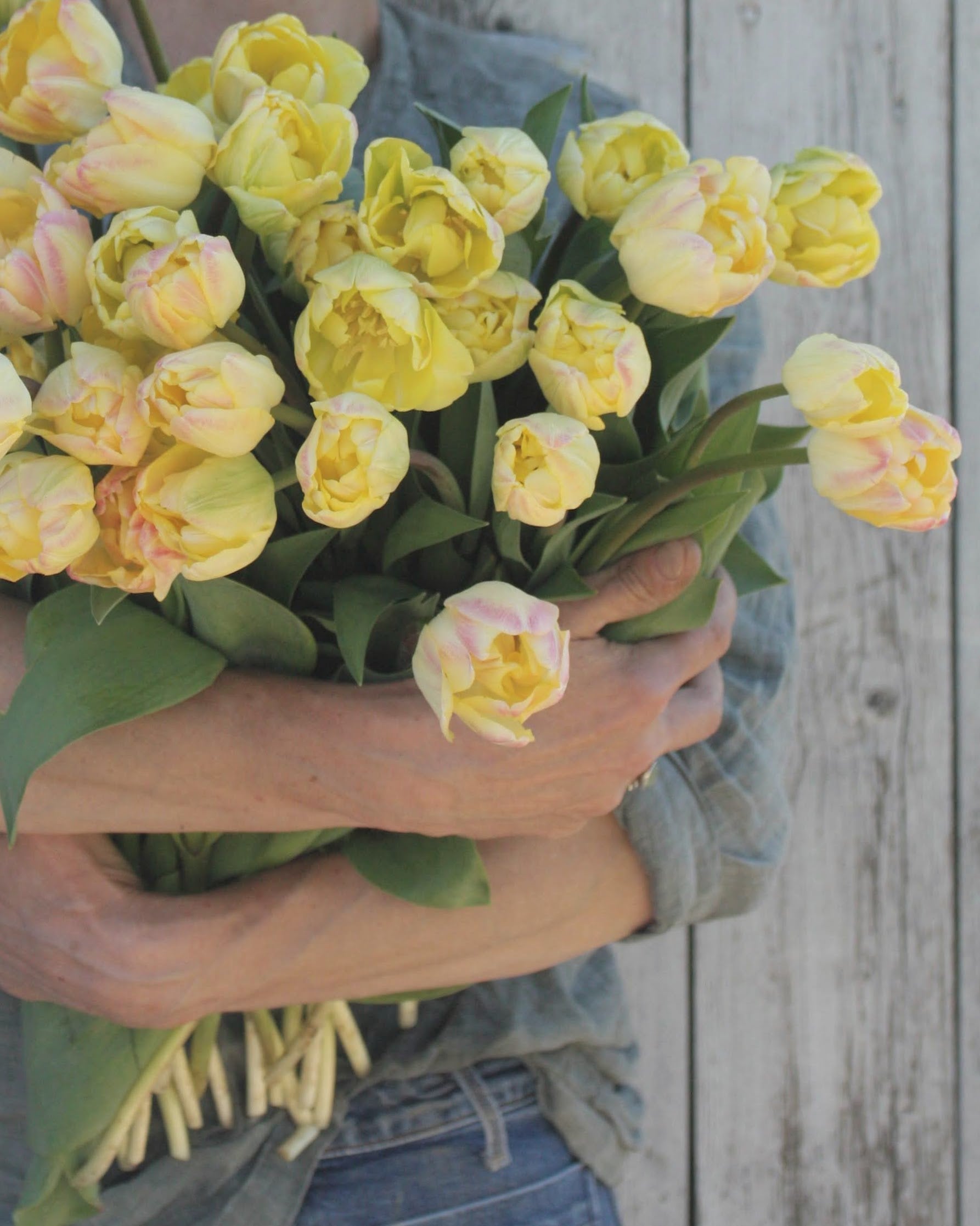 Tulipan Creme Upstar – nærbilde av tett fylte kronblad i krem og pudderrosa