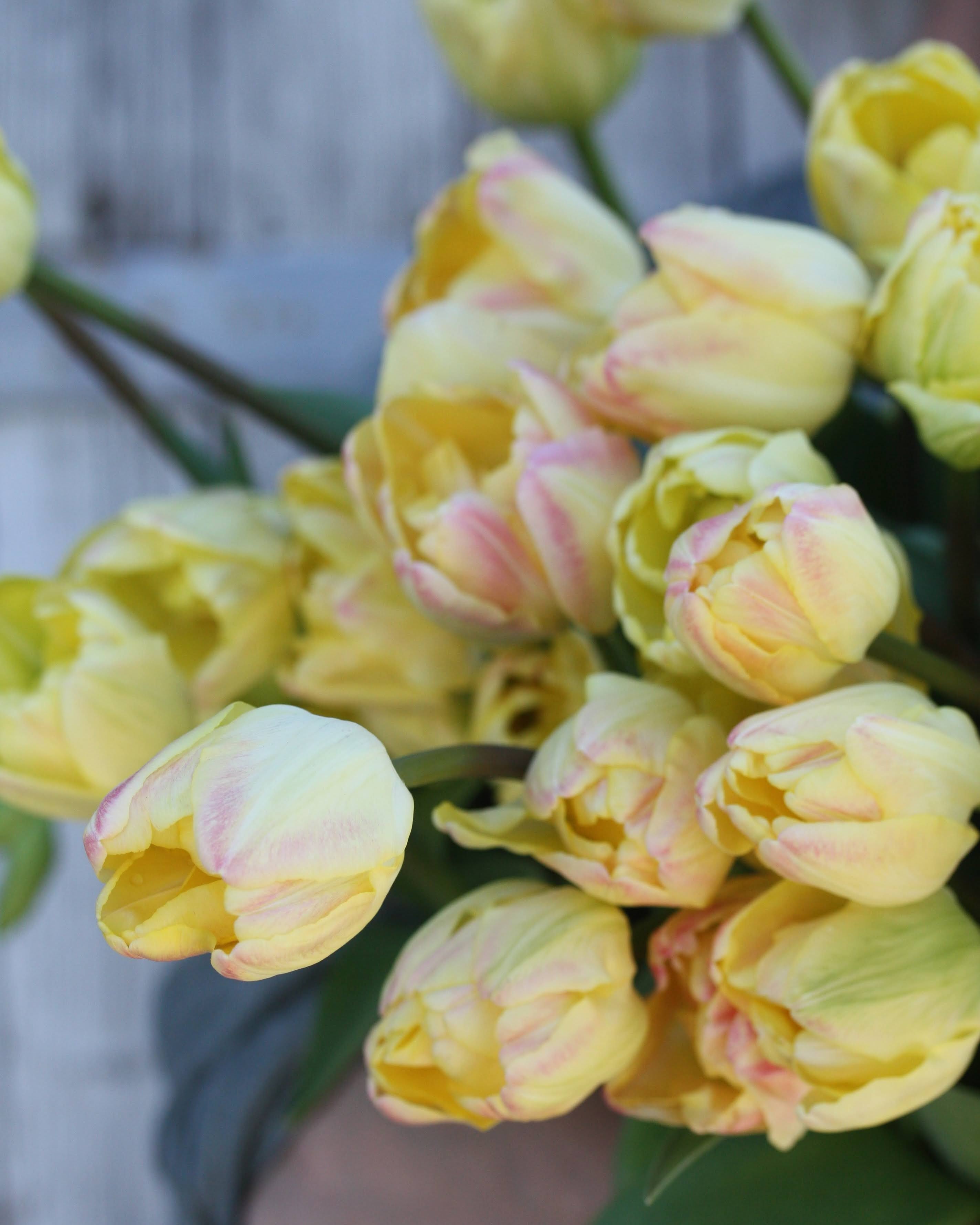 Tulipan Creme Upstar – blomst i naturlig lys som fremhever det myke fargespillet