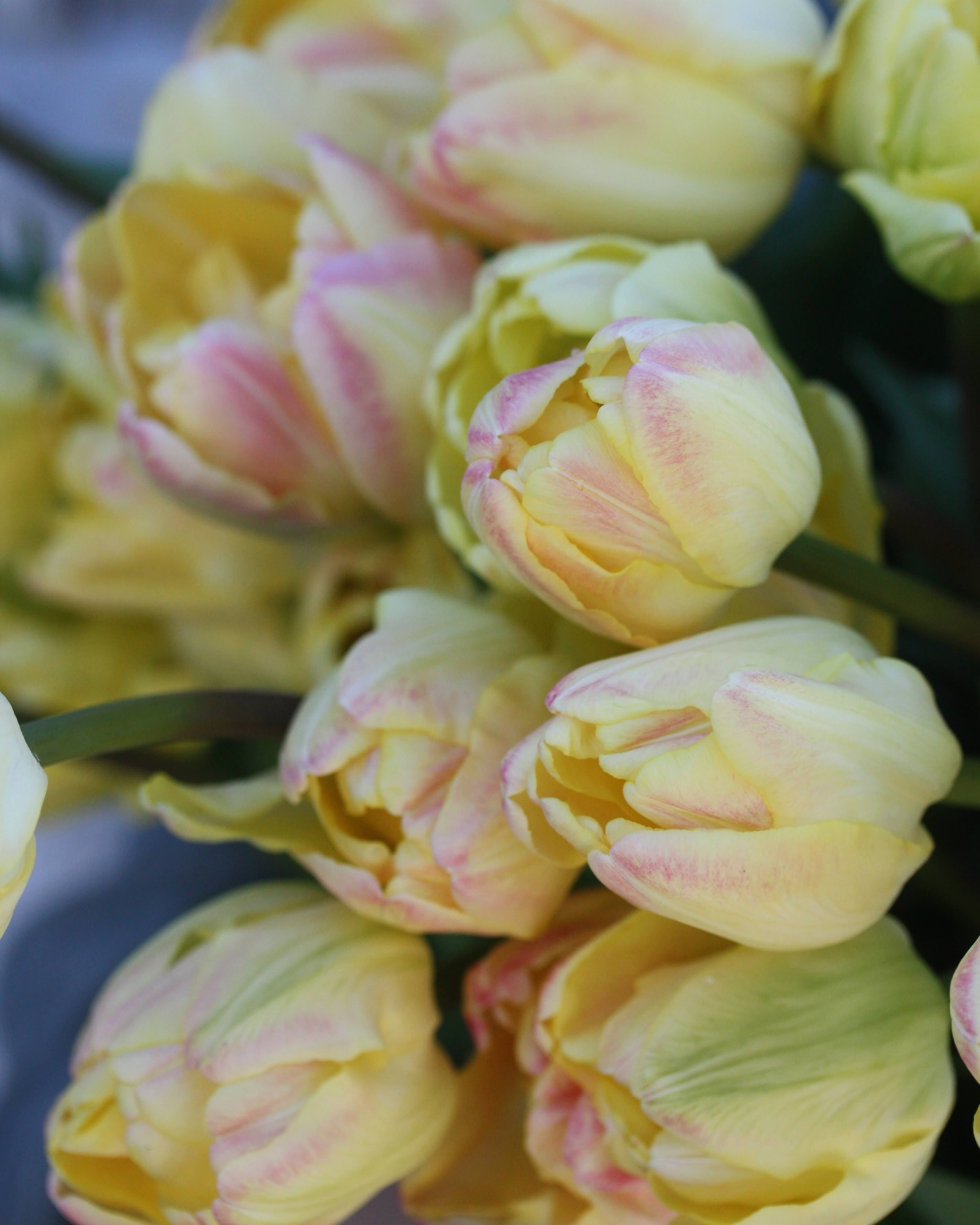 Tulipan Creme Upstar – lukket knopp i kremgult med svakt pudderrosa slør på utsiden