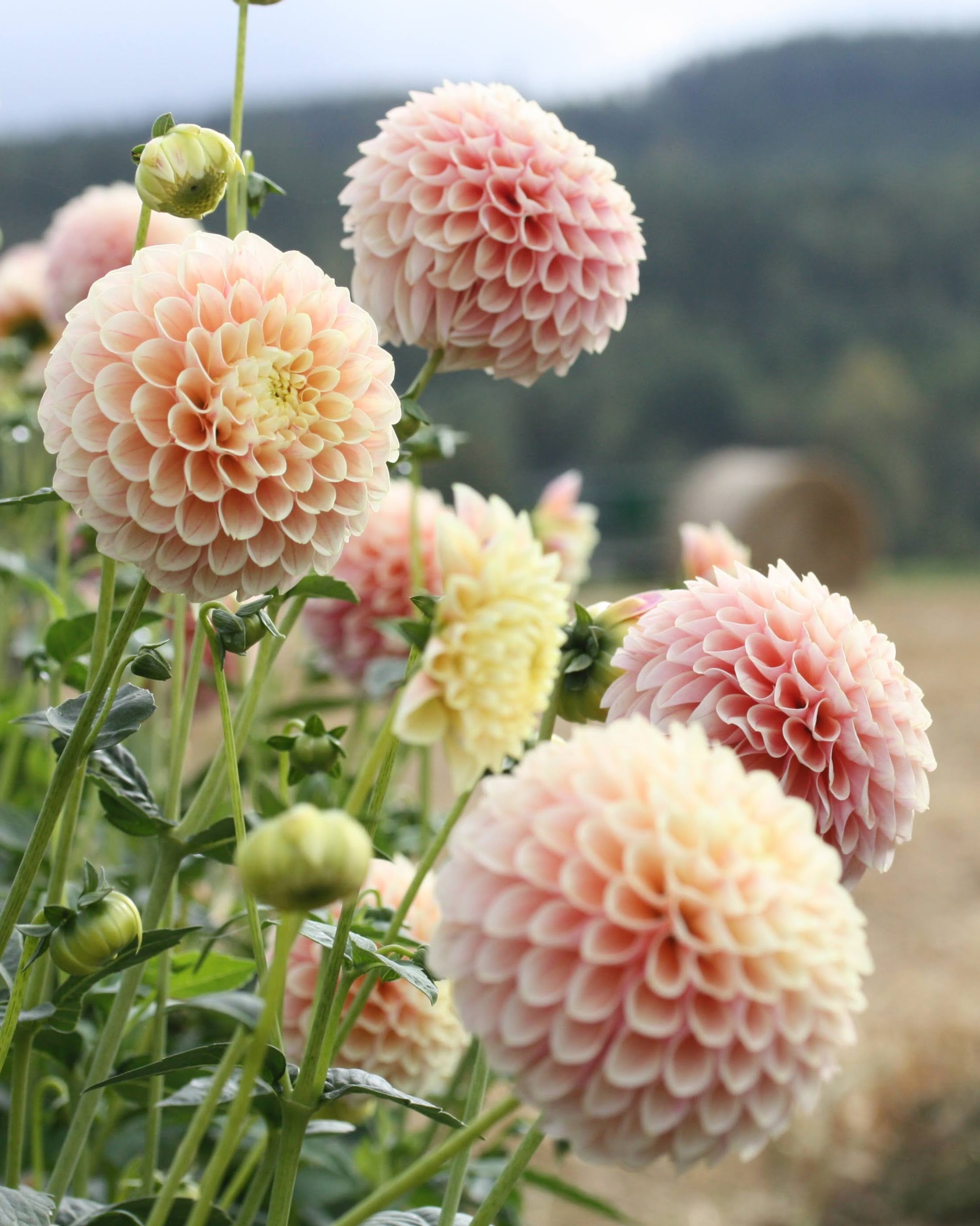 Georgine Sweet Suzanne - Nærbilde av ballgeorgine i rosa, fersken og lysegule toner