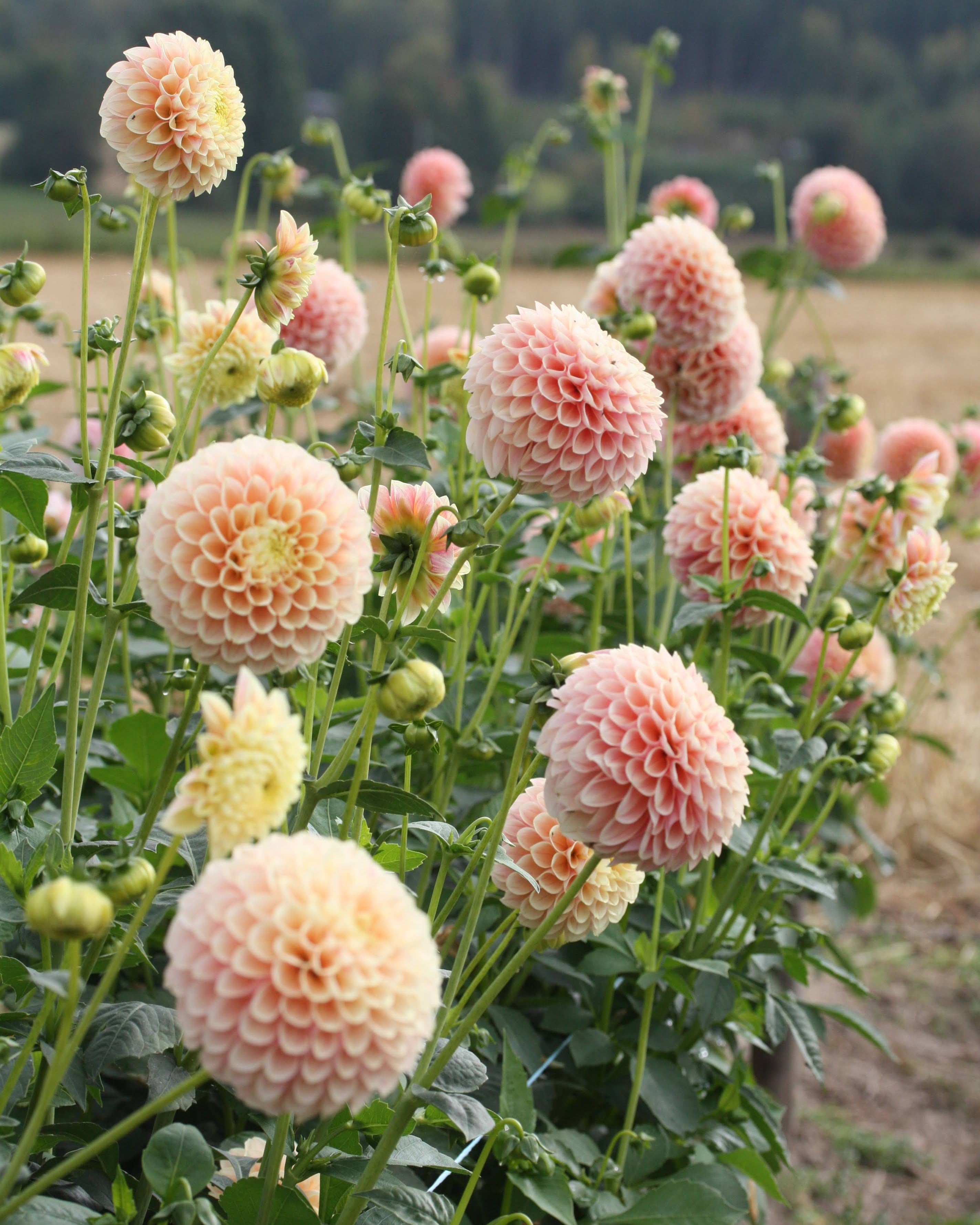 Georgine Sweet Suzanne - Ballgeorgine med myke fargeoverganger fra varm rosa til lysegul