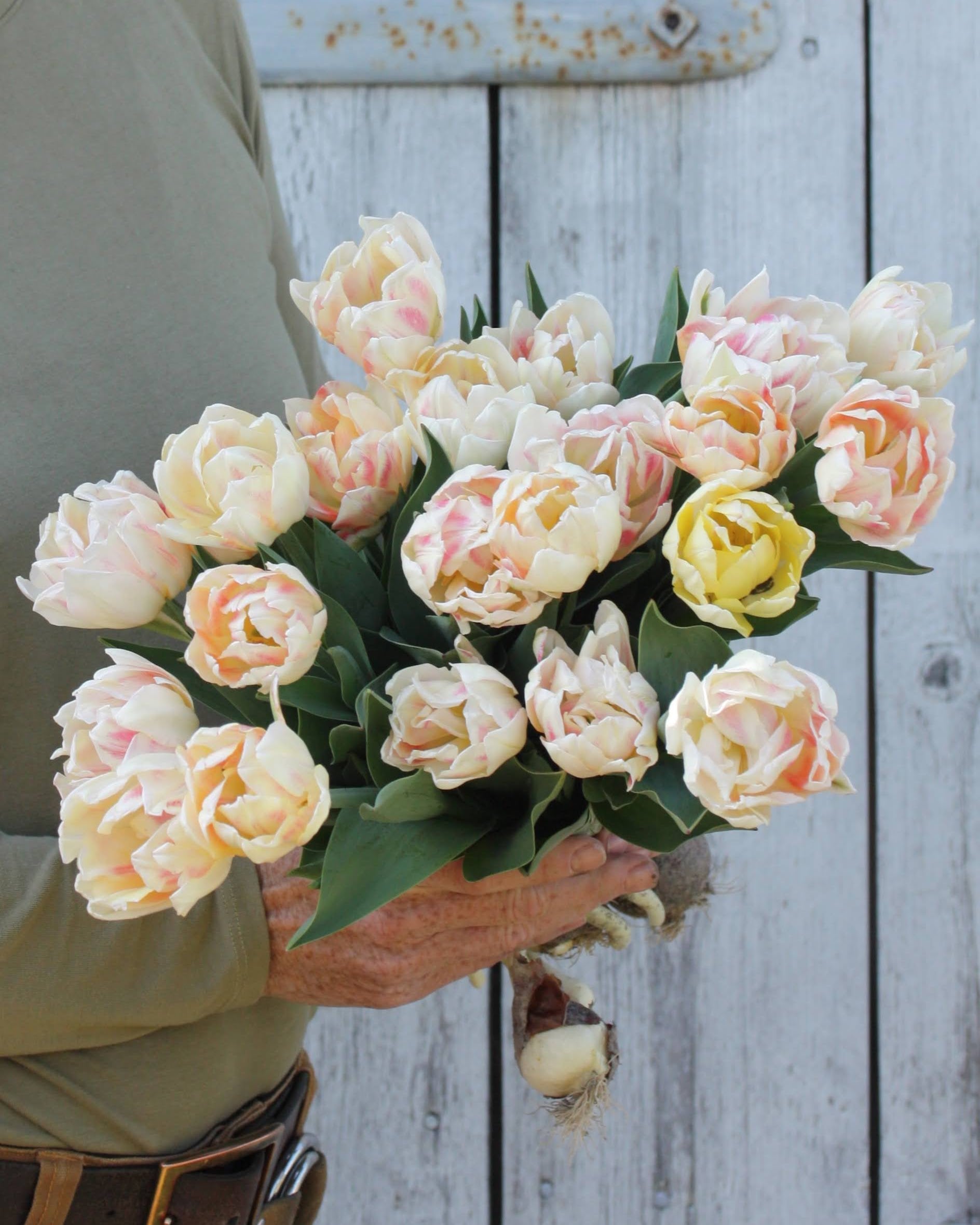 Tulipan Foxy Foxtrot – lukket knopp i gult som varsler den kommende pastellblomstringen