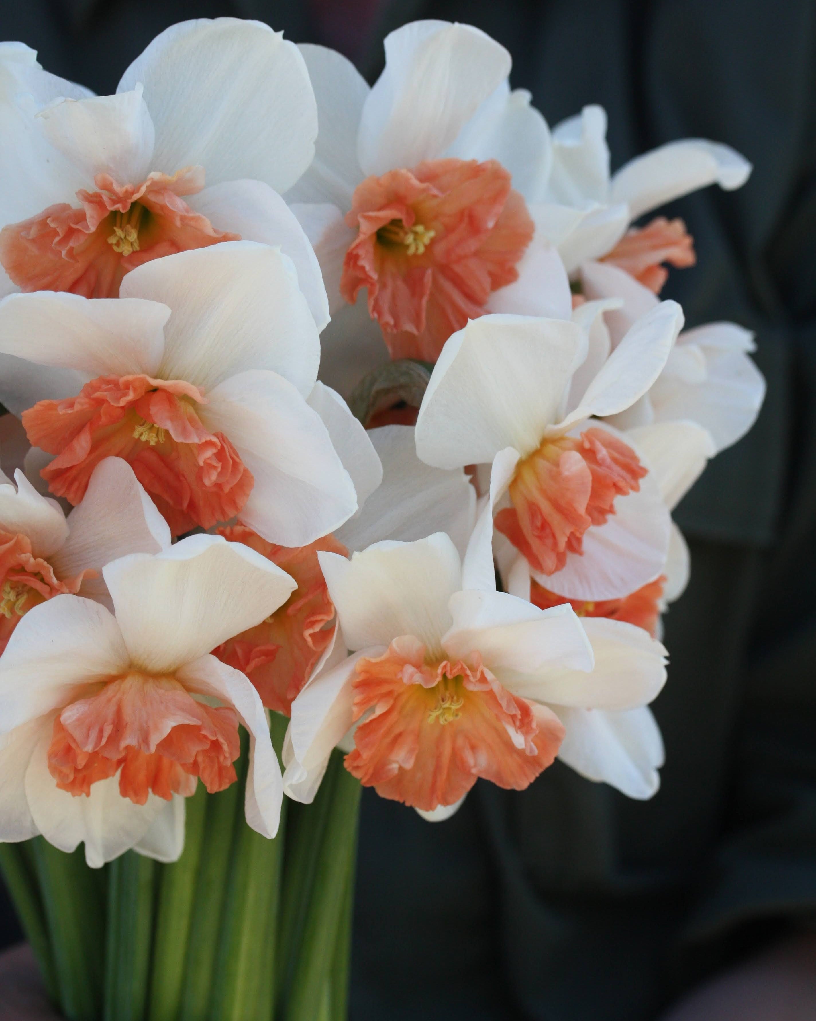 Narciss Precocious – varm og tydelig narciss i bukett som snittblomst