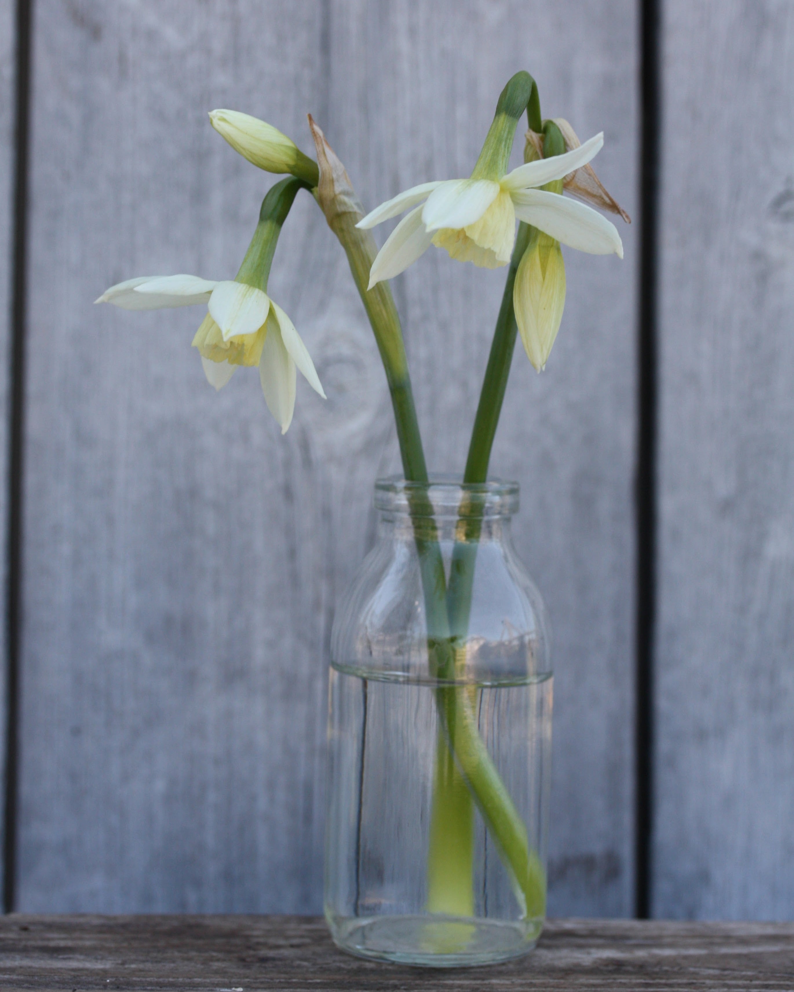 Narciss Thalia – duftende sen narciss i hagebed, høyde ca. 30–40 cm