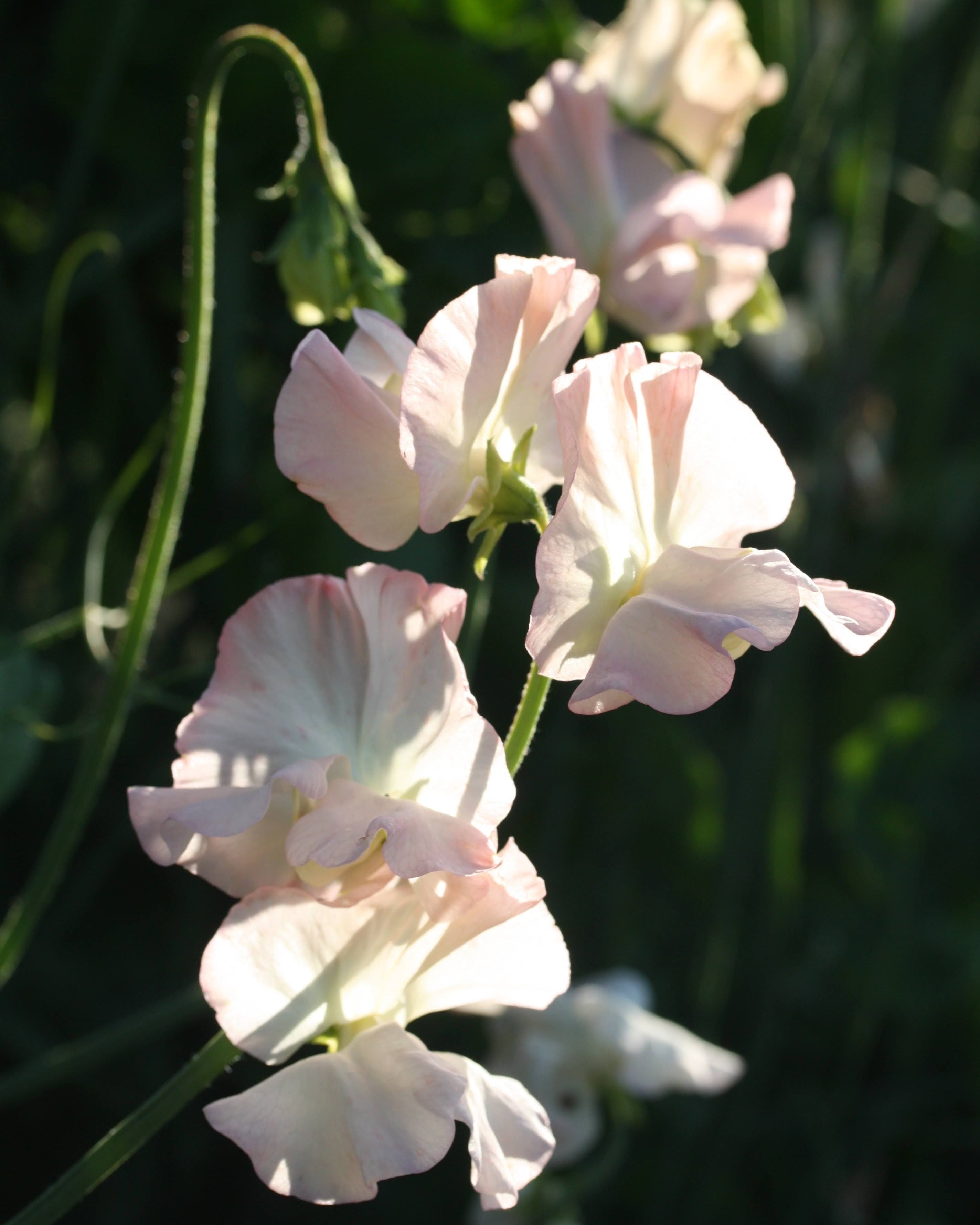 Erteblomst Juliet med store roseformede blomster i ferskenrosa