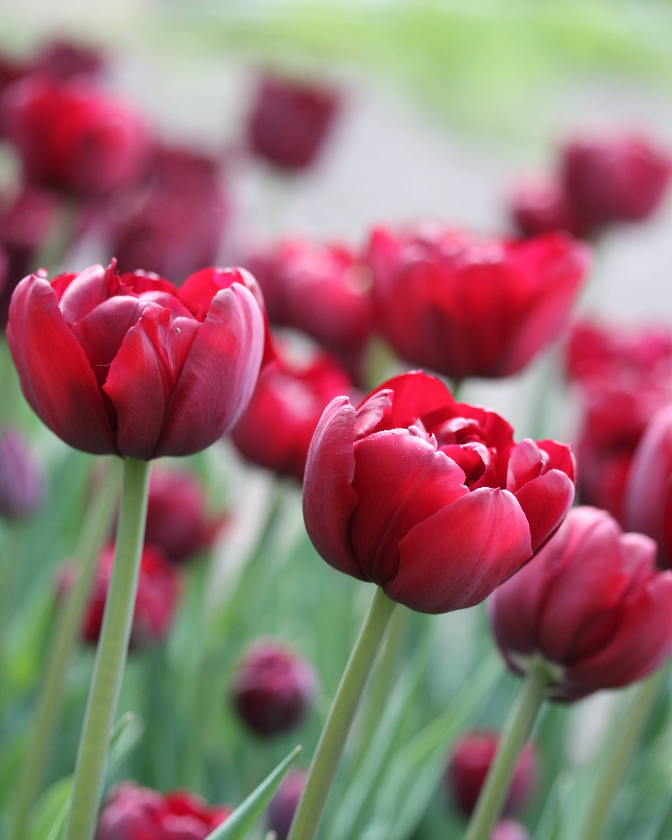 Tulipan Uncle Tom – kompakt fylt tulipan på stengel, høyde ca. 35–40 cm