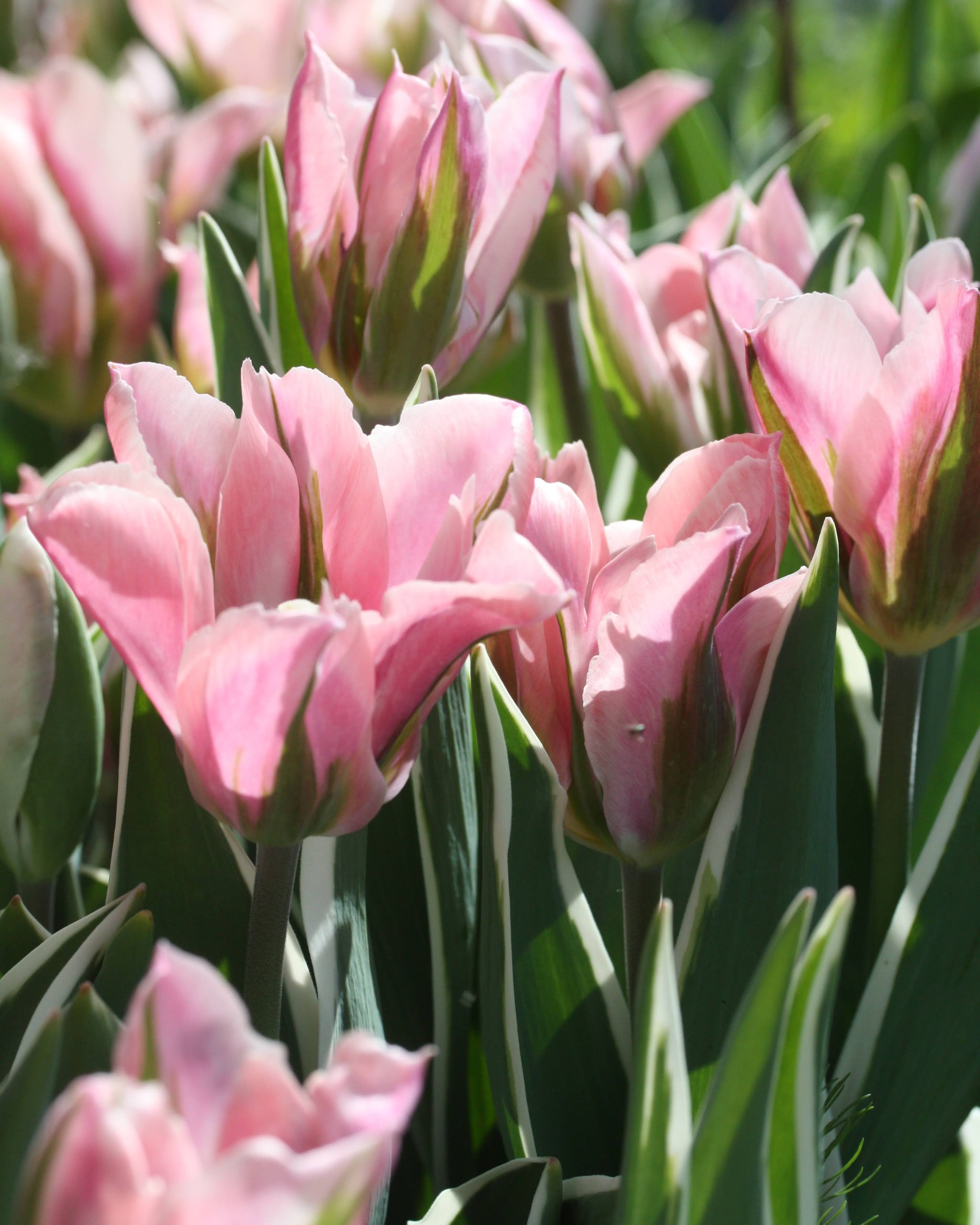 Tulipan China Town – lukket knopp i lys rosa med grønne fjærlignende striper på kronbladene