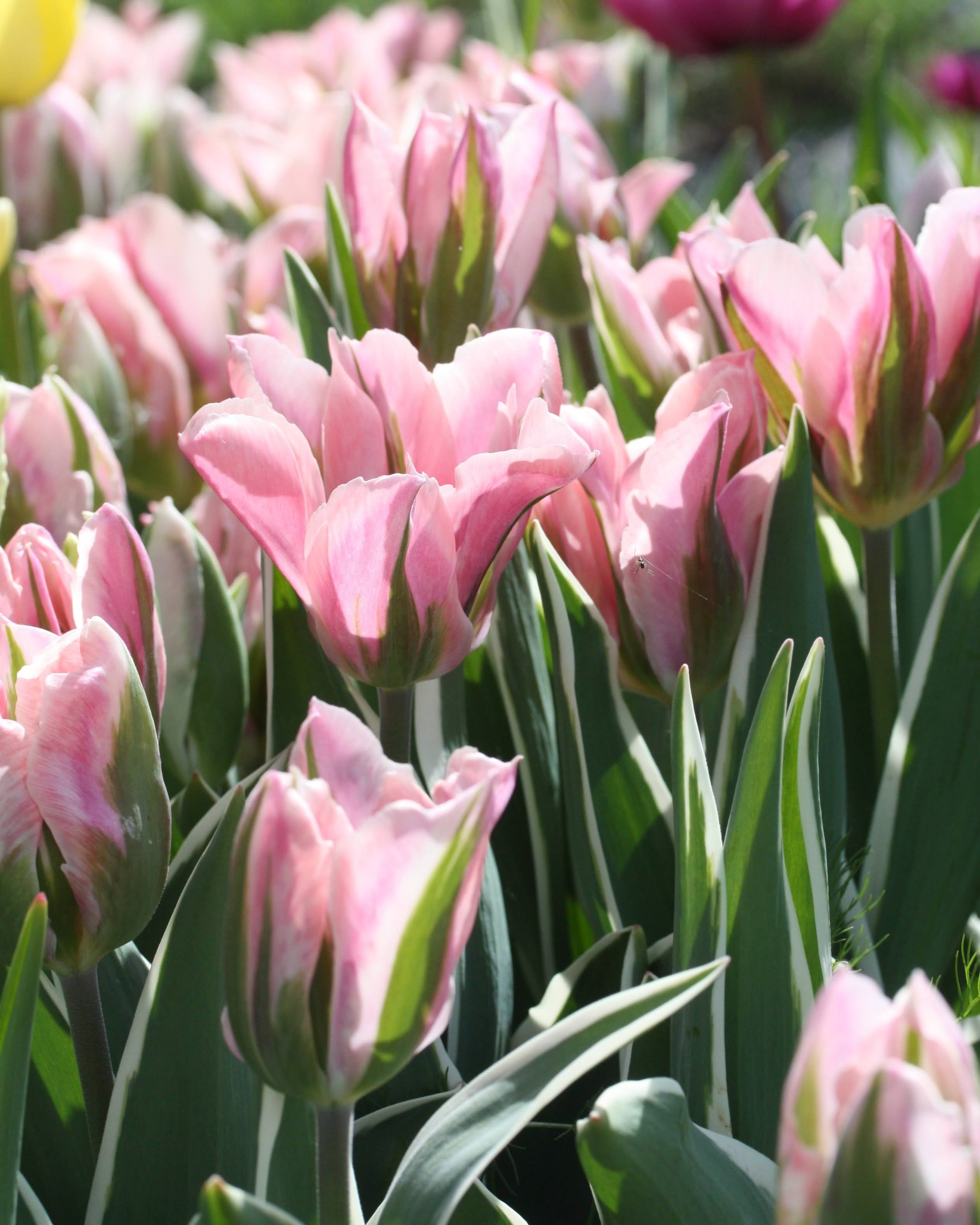 Tulipan China Town – blågrønne blad med hvit kant og rosa blomster, høyde ca. 30–35 cm