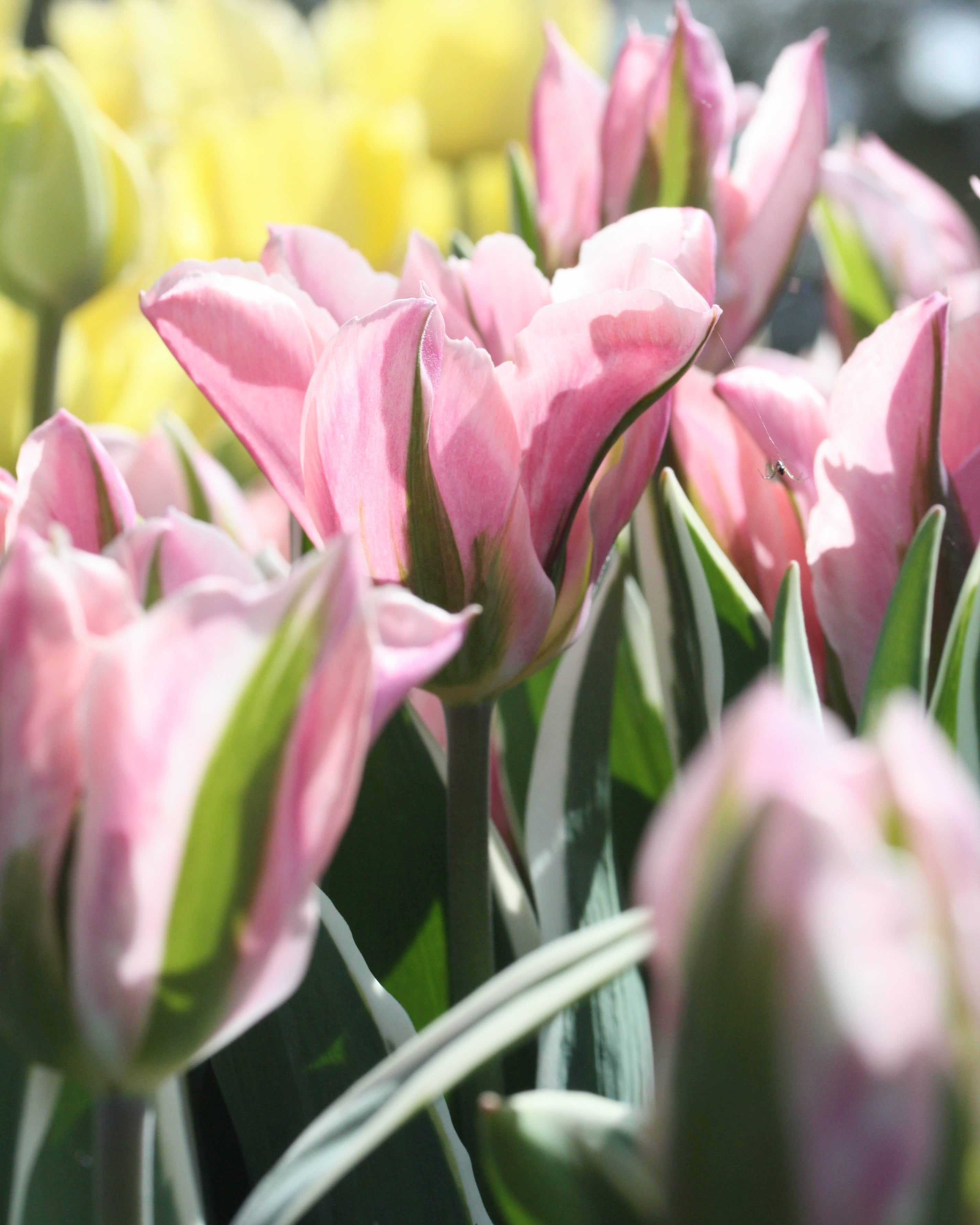 Tulipan China Town – fullt åpen blomst med dyp karminrosa kanter og karakteristiske grønne striper