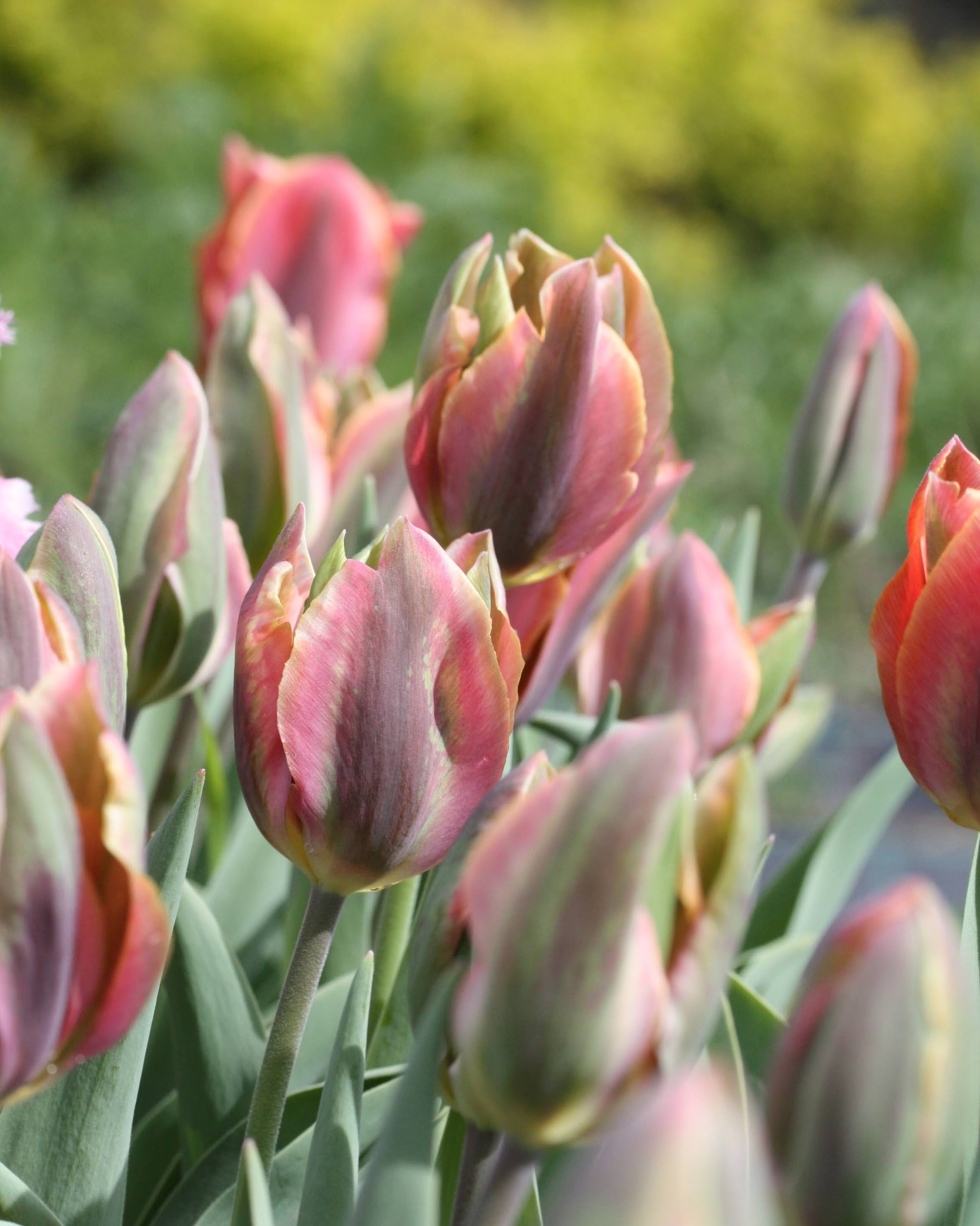 Tulipan Artist – nærbilde av kronblad med grønt og mursteinsrødt fargespill