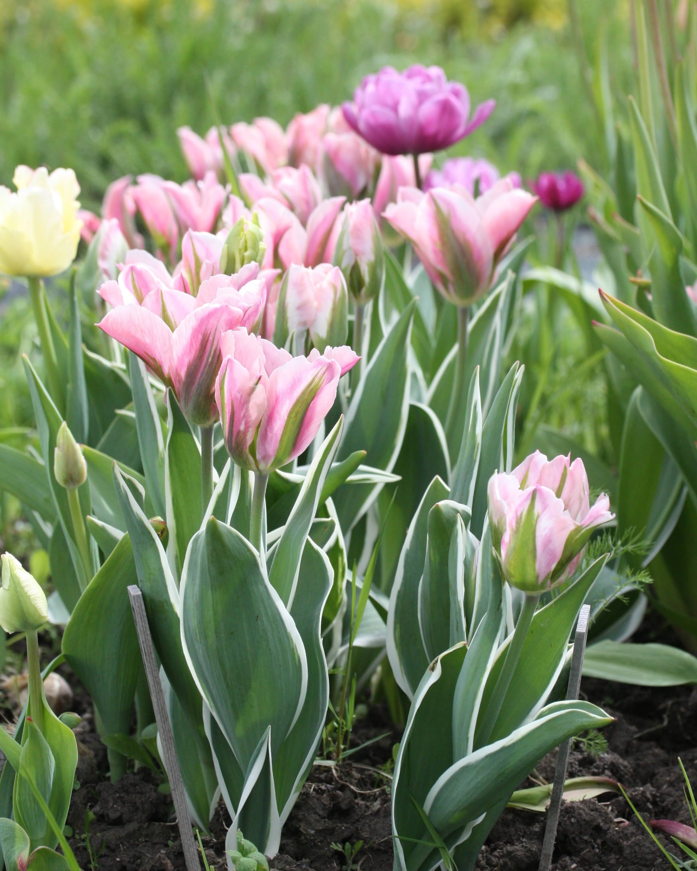 Tulipan China Town – halvåpen viridiflora-tulipan i kremhvitt og rosa med grønne tegninger