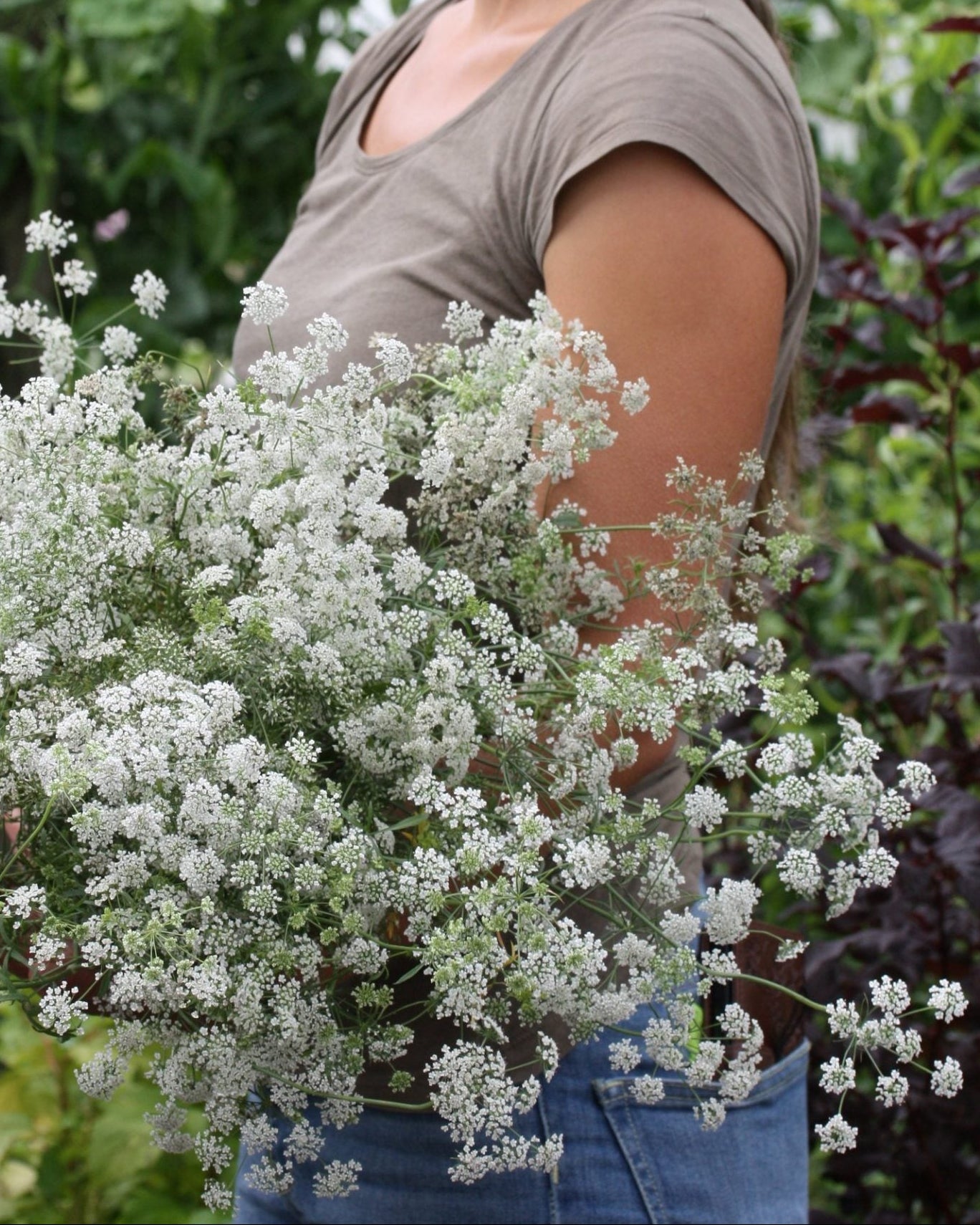 Ammi majus Queen of Africa i hagen med flere blomsterskjermer