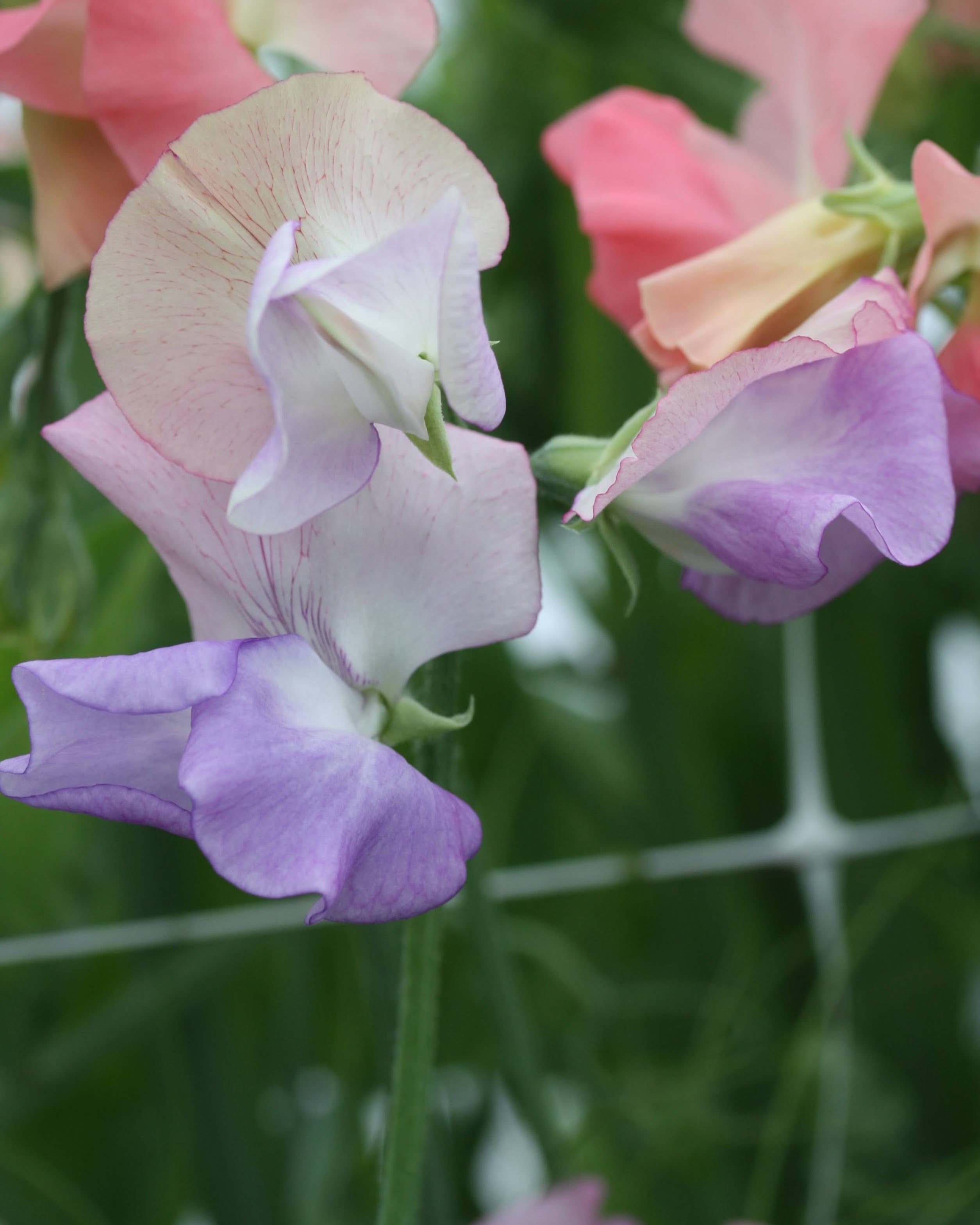Nærbilde av Erteblomst Enchantè duftende blomster i rosa og lysfiolett