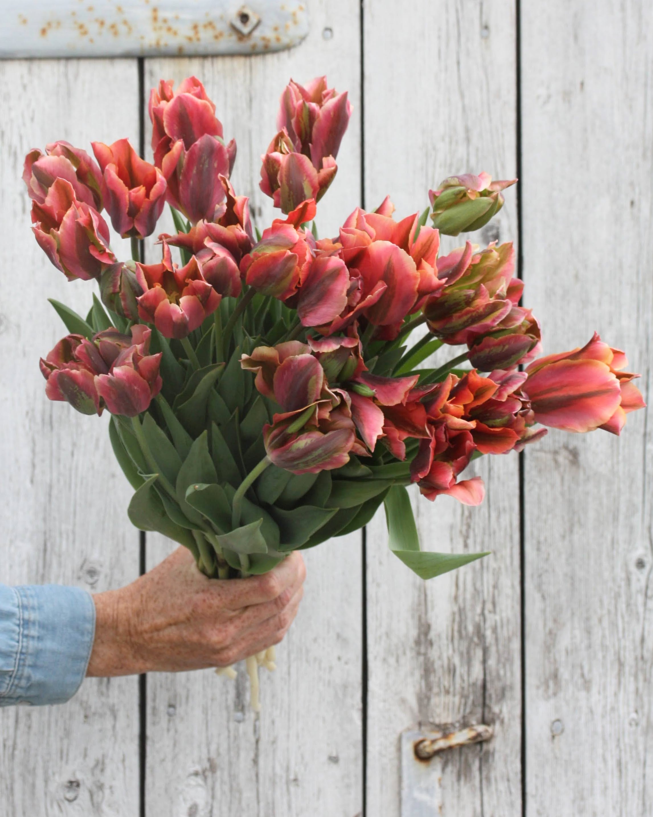 Tulipan Artist – sterk stengel med blomst i sen tulipansesong