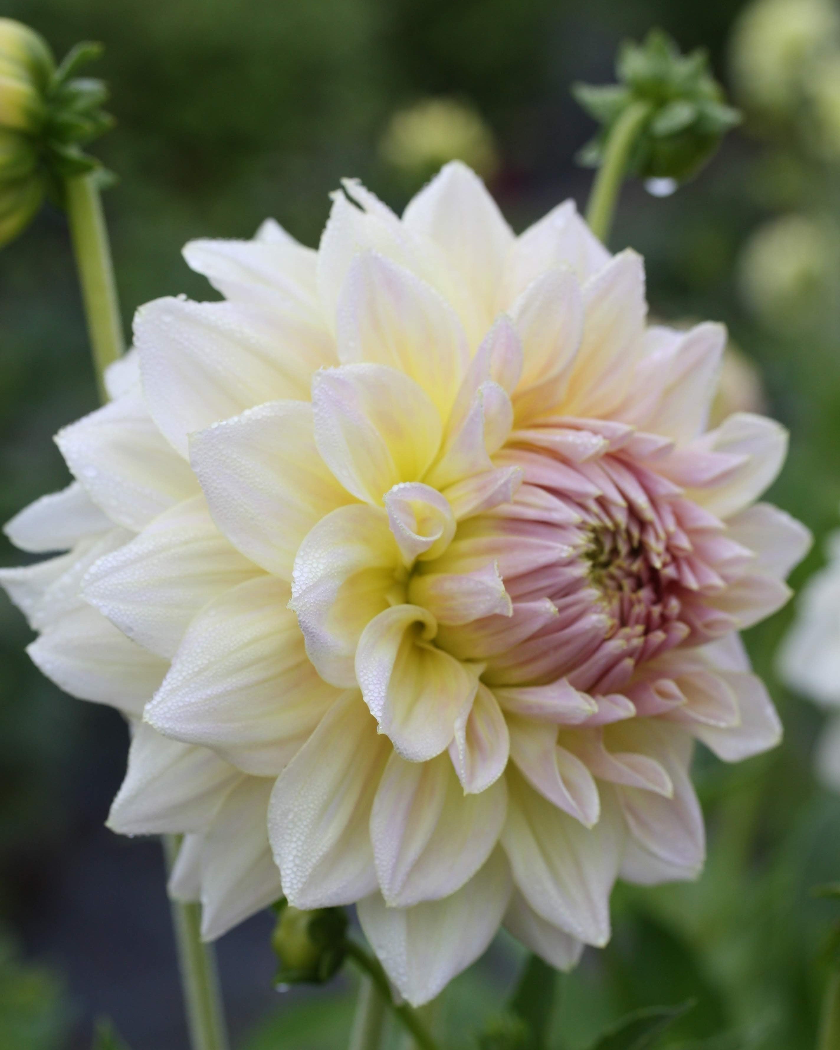 Alloway Cottage georgine - nærbilde av blomst med karakteristiske farger