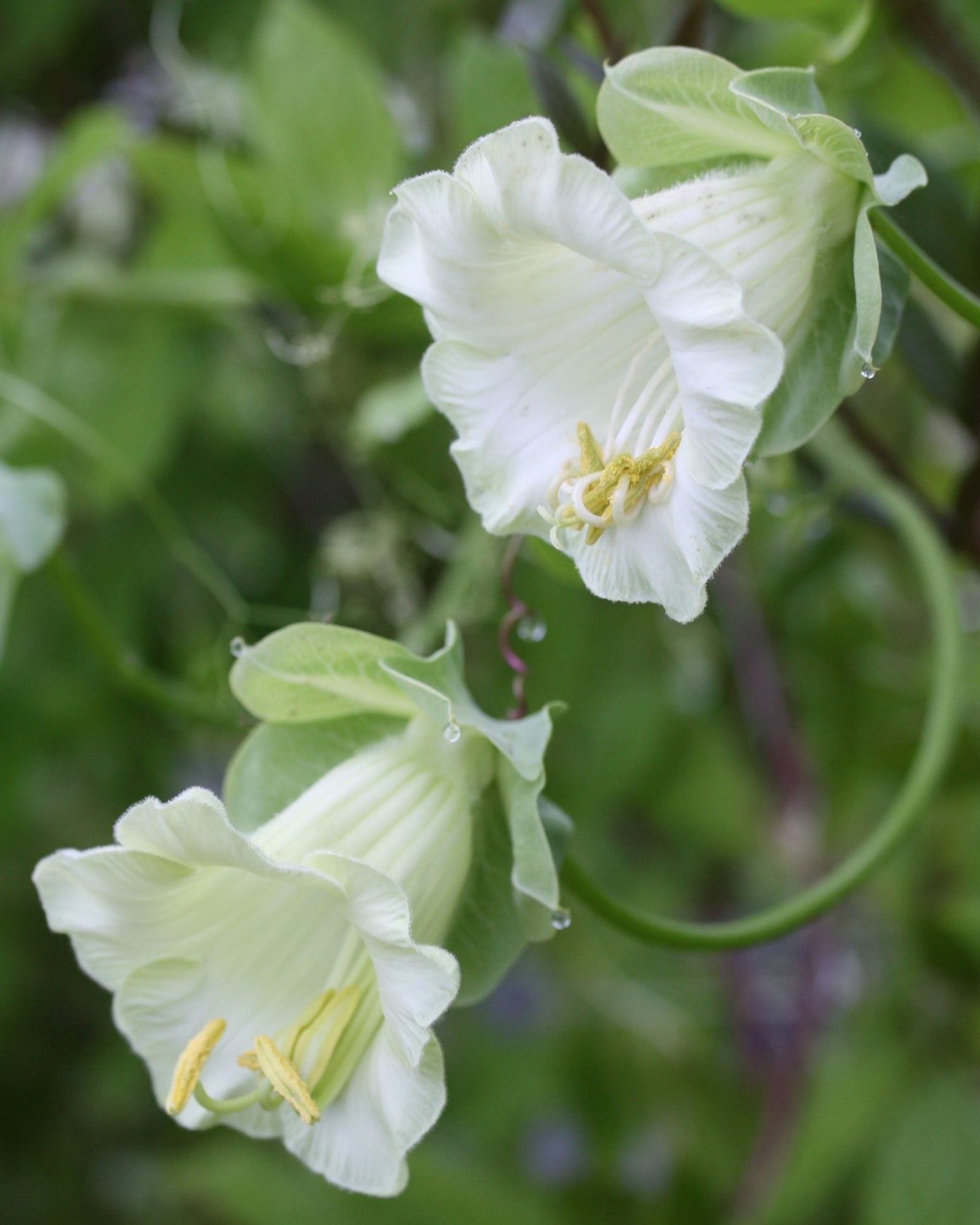 Klokkeranke Hvit (Cobea scandens 'Alba') med store hvite klokkeformede blomster