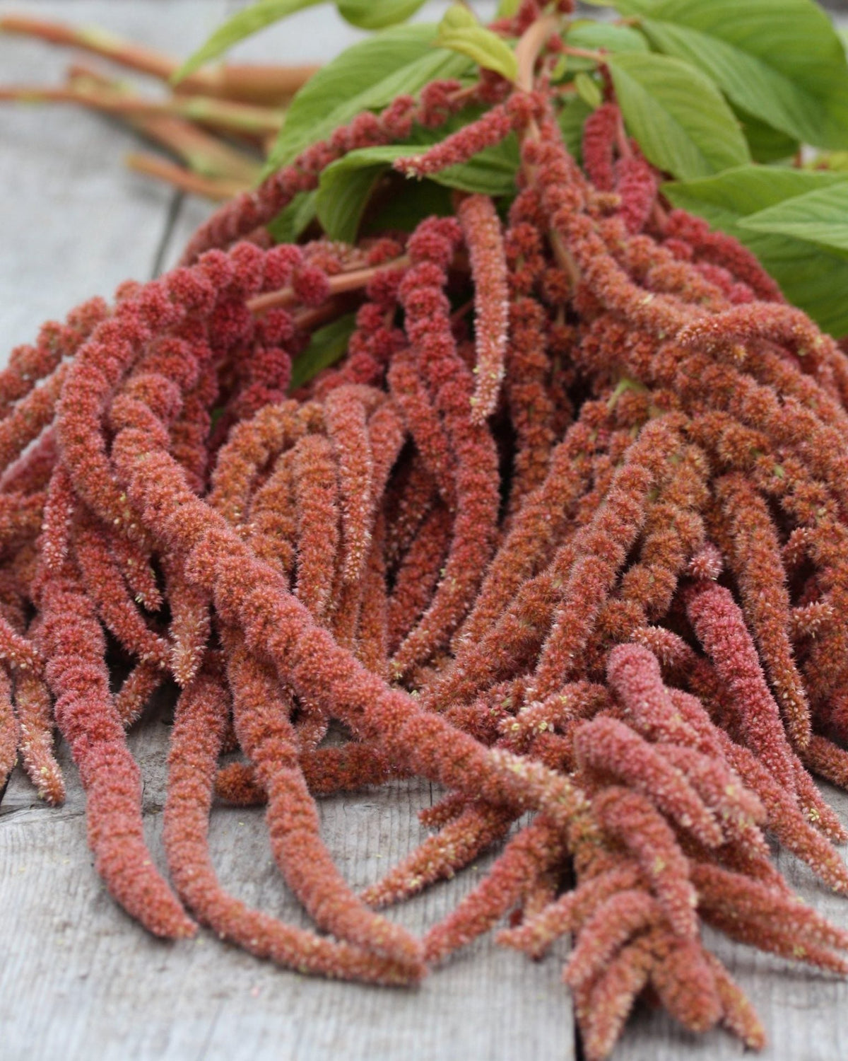 Amarant Coral Fountain – frodig ettårig sommerblomst med hengende revehaleer i mild korallrosa farge
