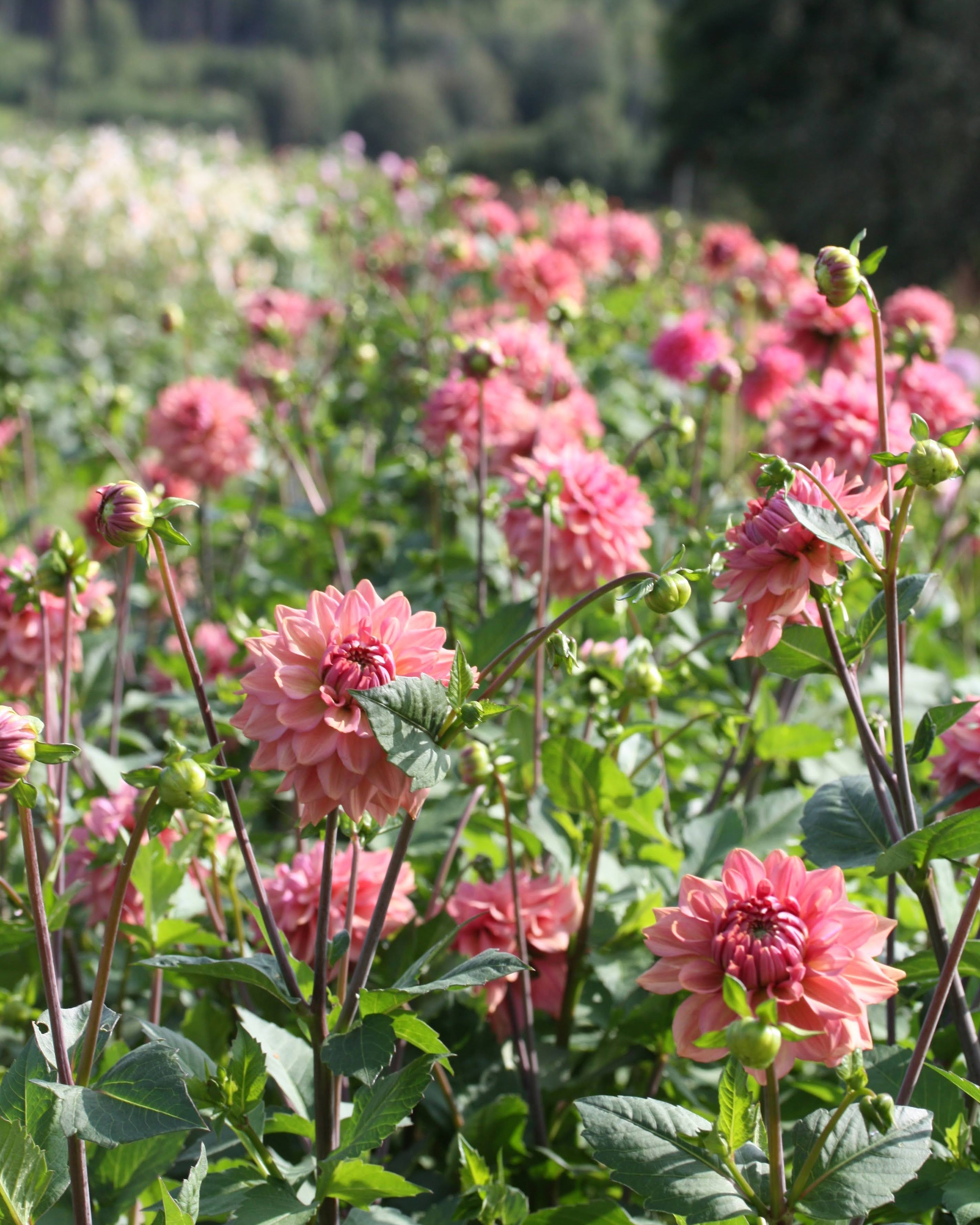 Georgine La Belle Epoque med rik blomstring i hagen