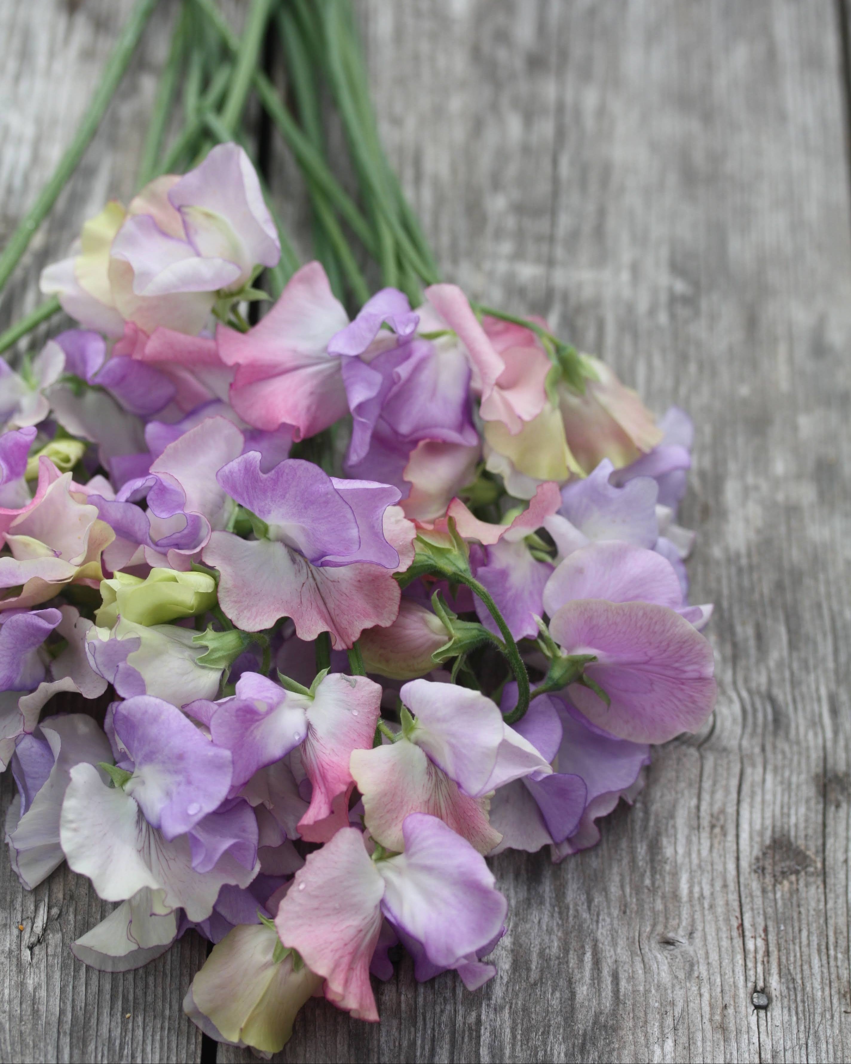 Erteblomst Enchantè klatreplante med romantisk fargepalett