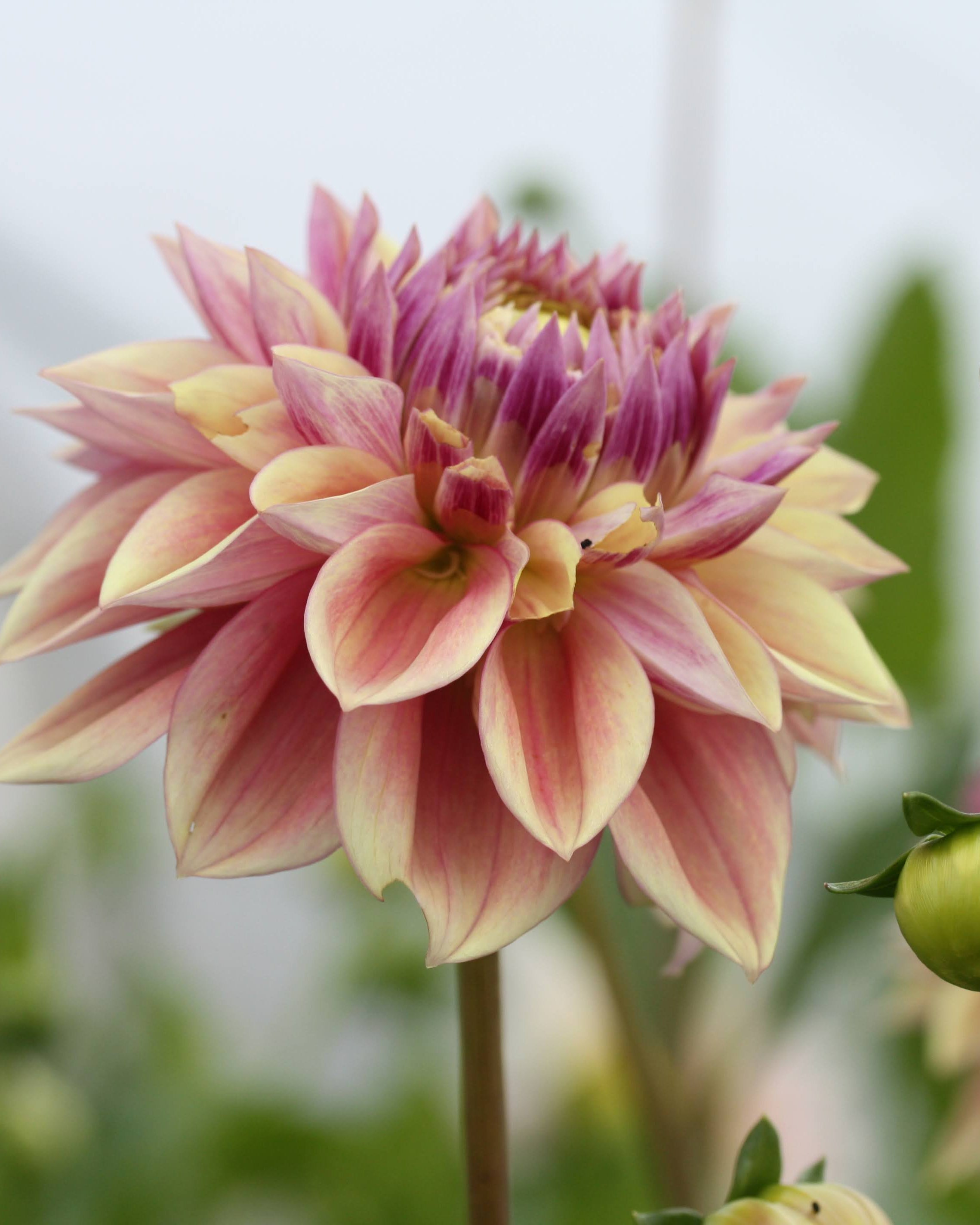 Georgine Dusty Beauty - Georgineblomst i hagen med karakteristisk støvet rosa farge