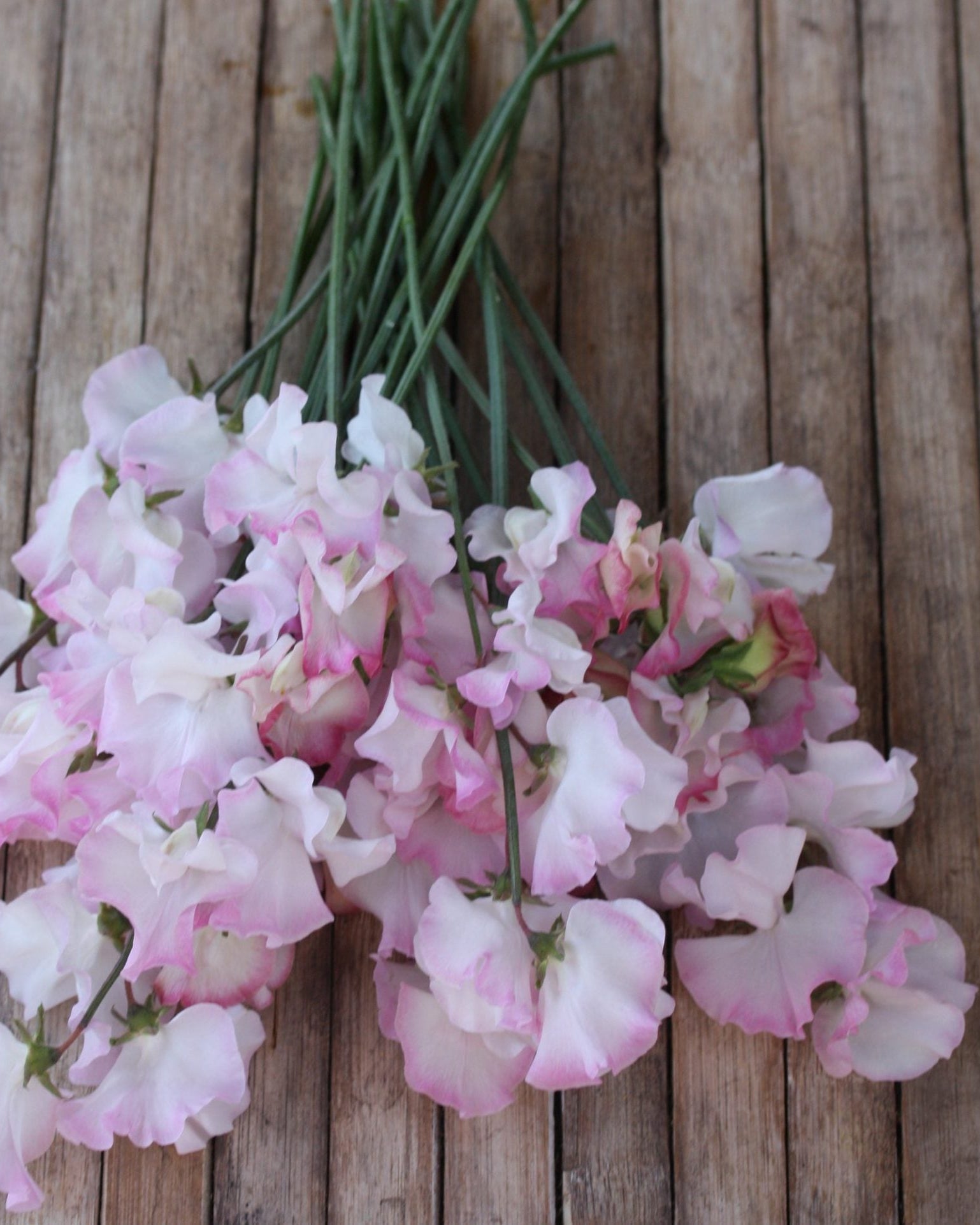 Nærbilde av Erteblomst Anniversary duftende blomster i hvitt og rosa