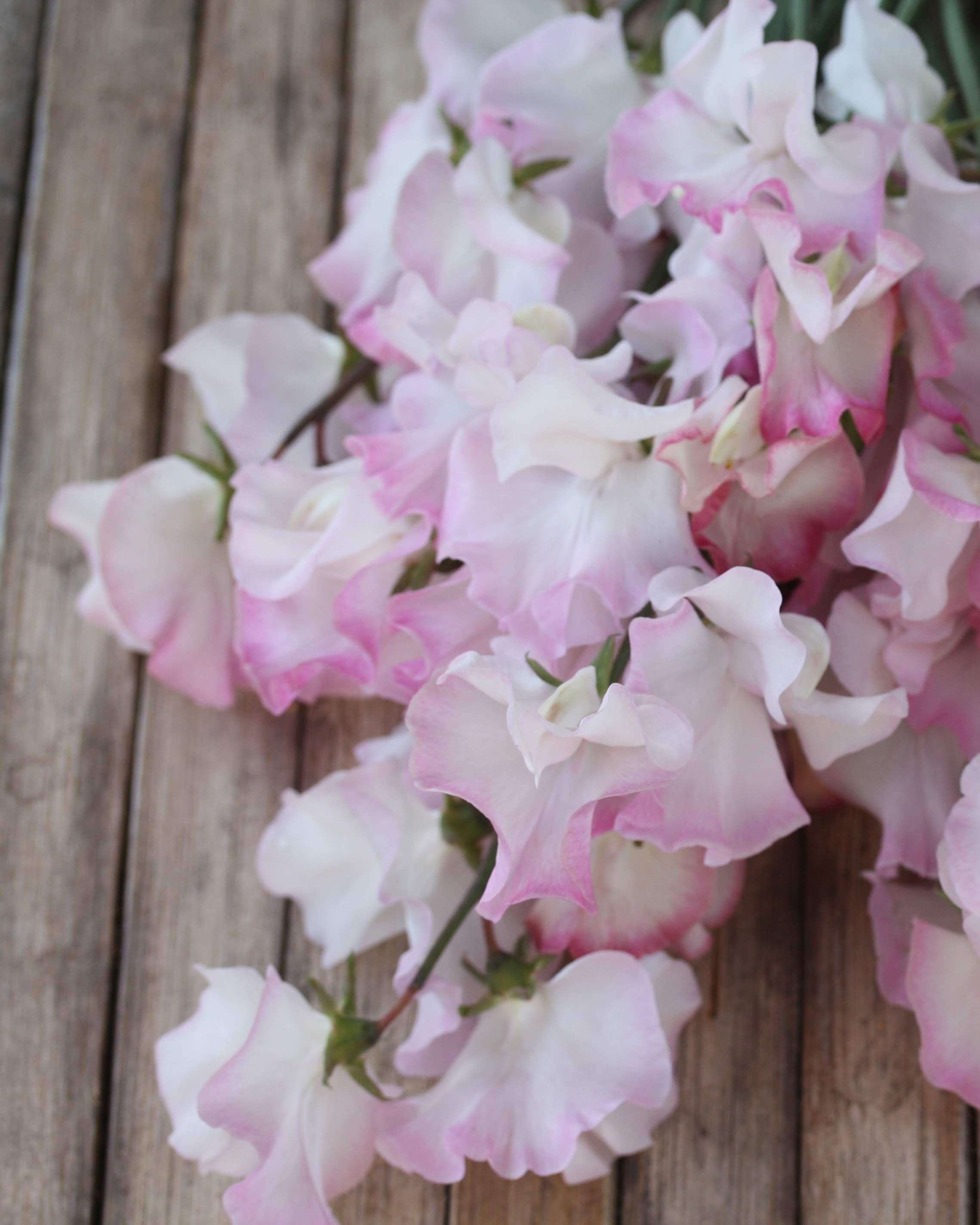 Erteblomst High Society med tofarget blomster i rosa og hvitt