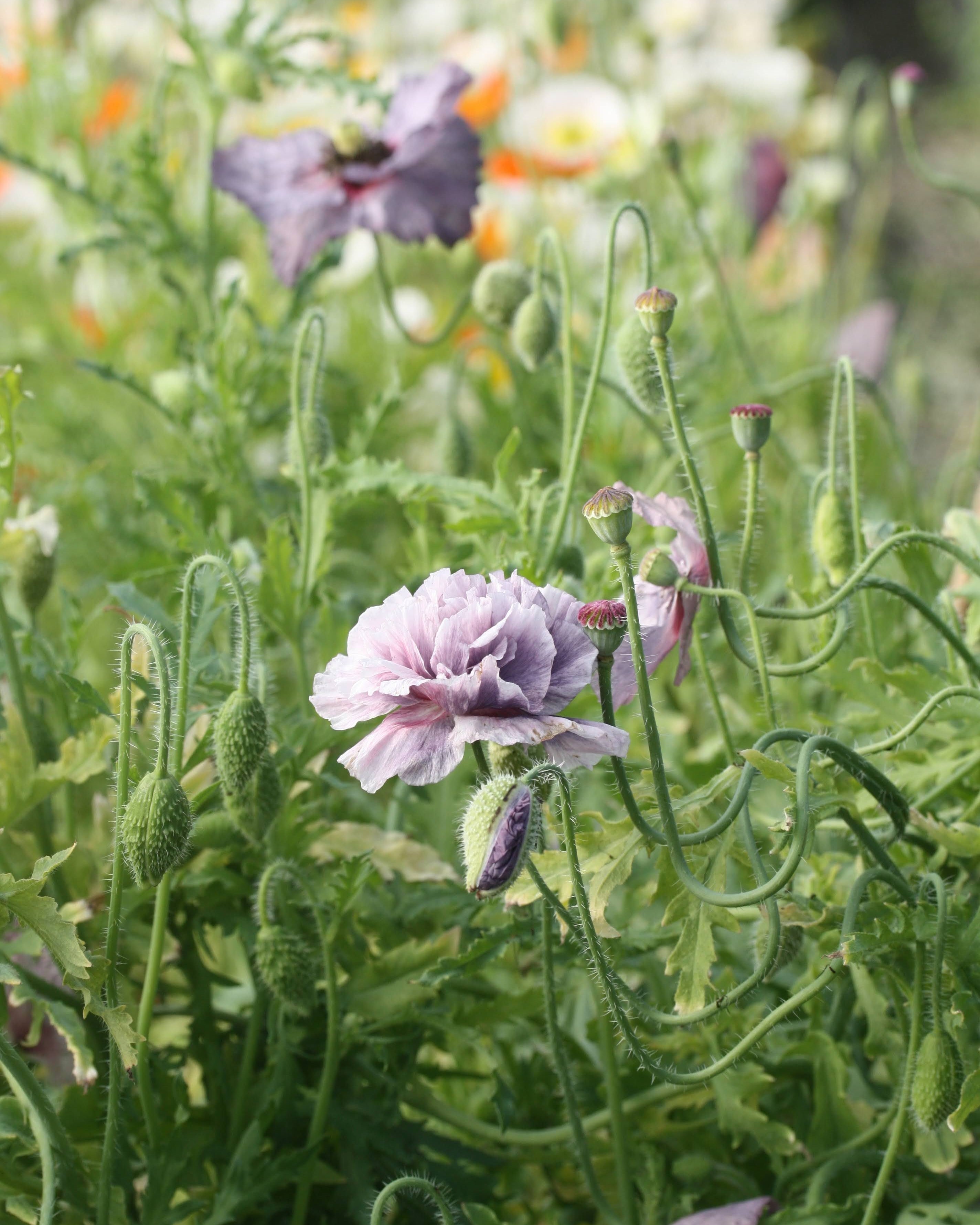 Kornvalmue Amazing Grey frøkapsler – dekorative frøhoder etter blomstring