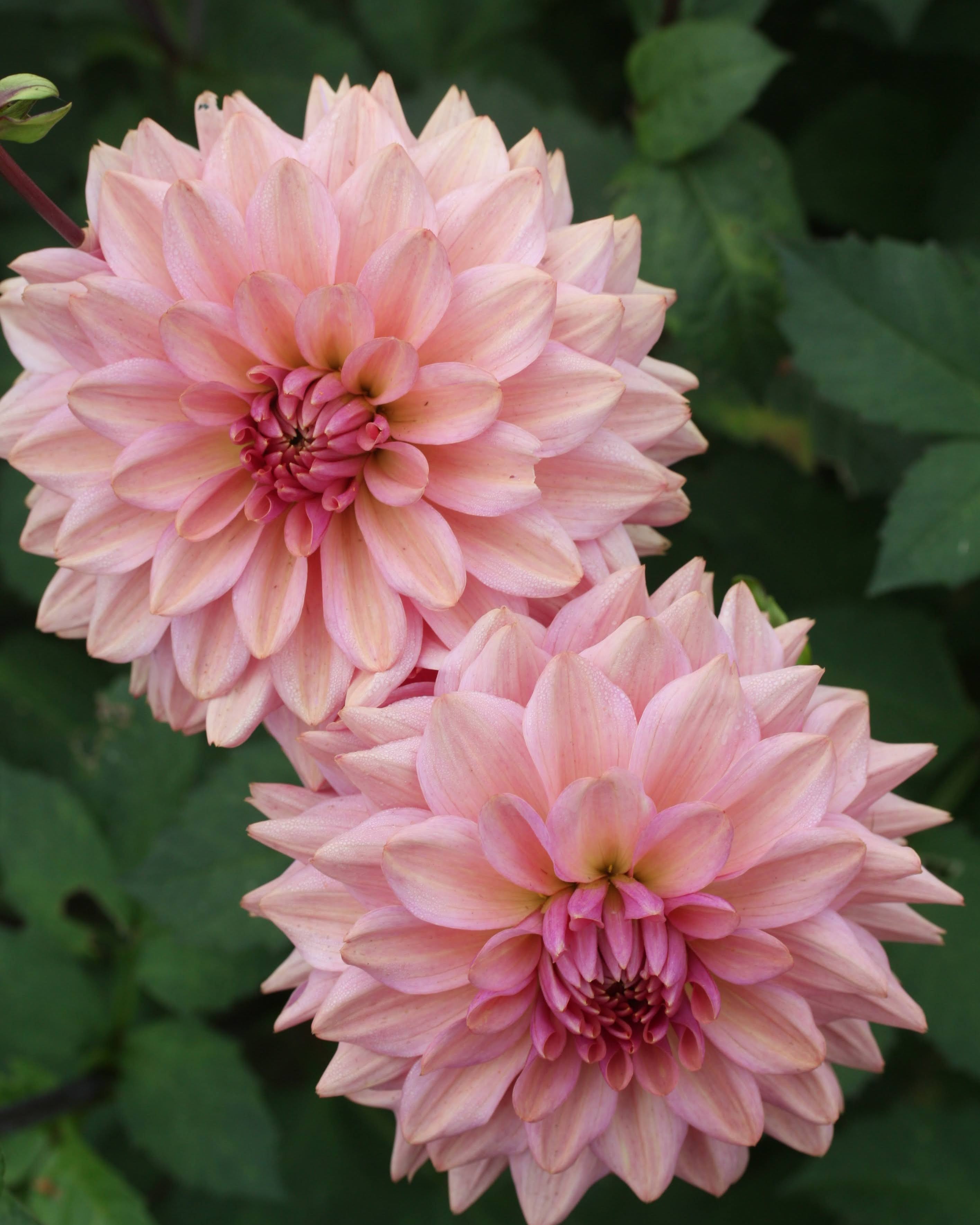 georgine sweet sturm maria i vakre farger av fersken, rosa og mild oransje