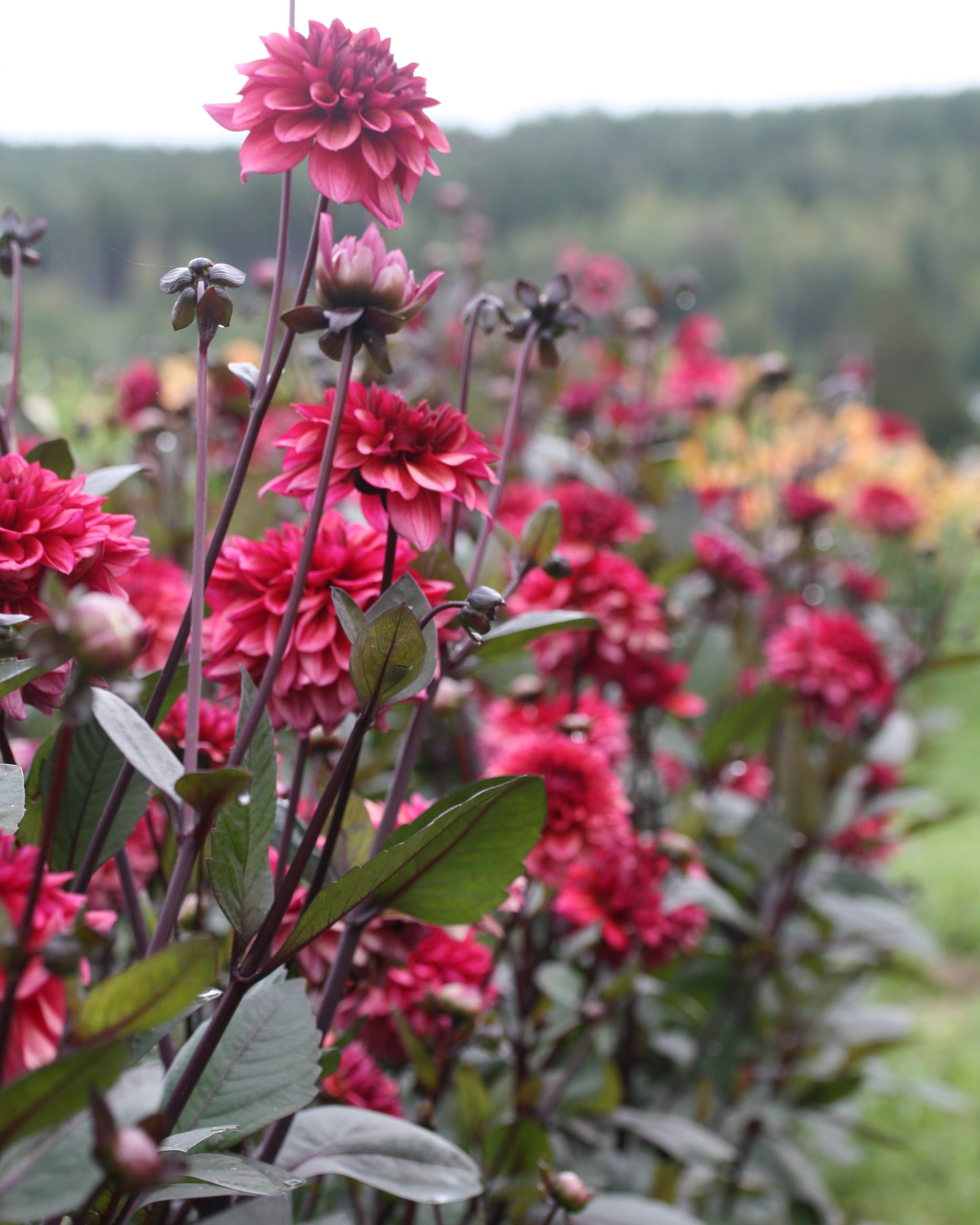 Nærbilde av Molly Raven georgine med fyldig burgunder-støvrosa blomst
