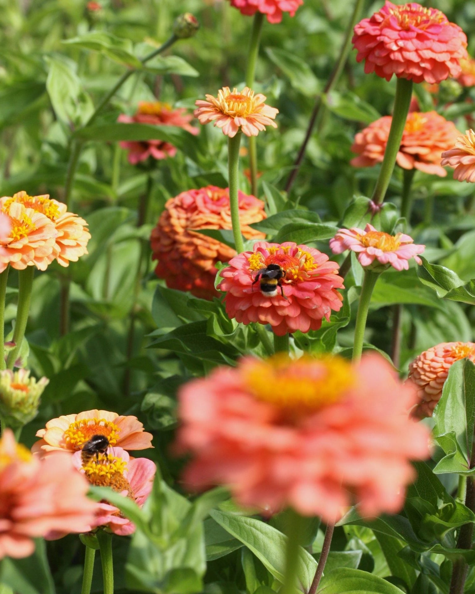 Zinnia Benary's Giant Salmon Rose i hagen - lakserosa sommerblomst med lange stengler