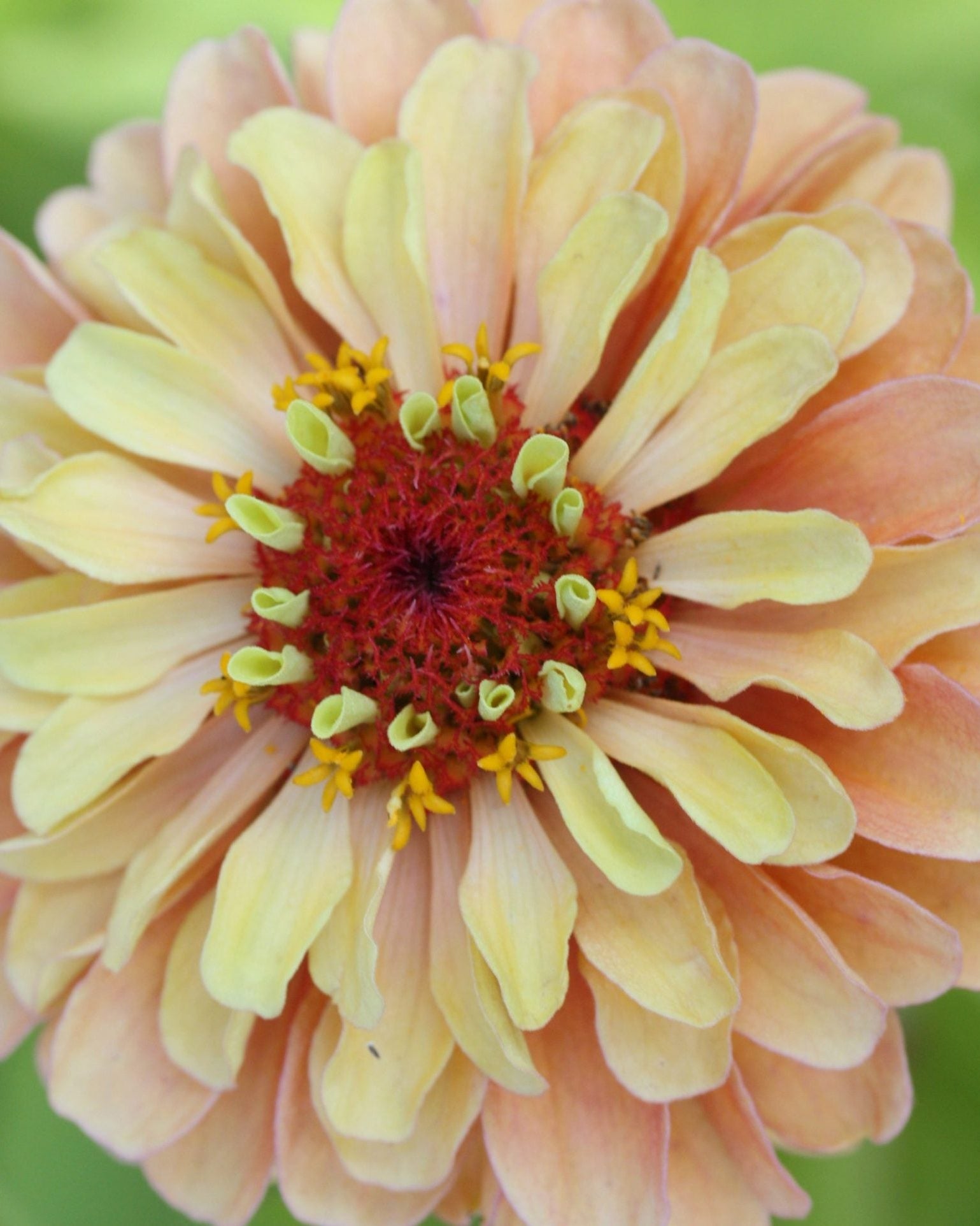Zinnia Queen Lime with Blush blomster i varierende limegrønt og rosa