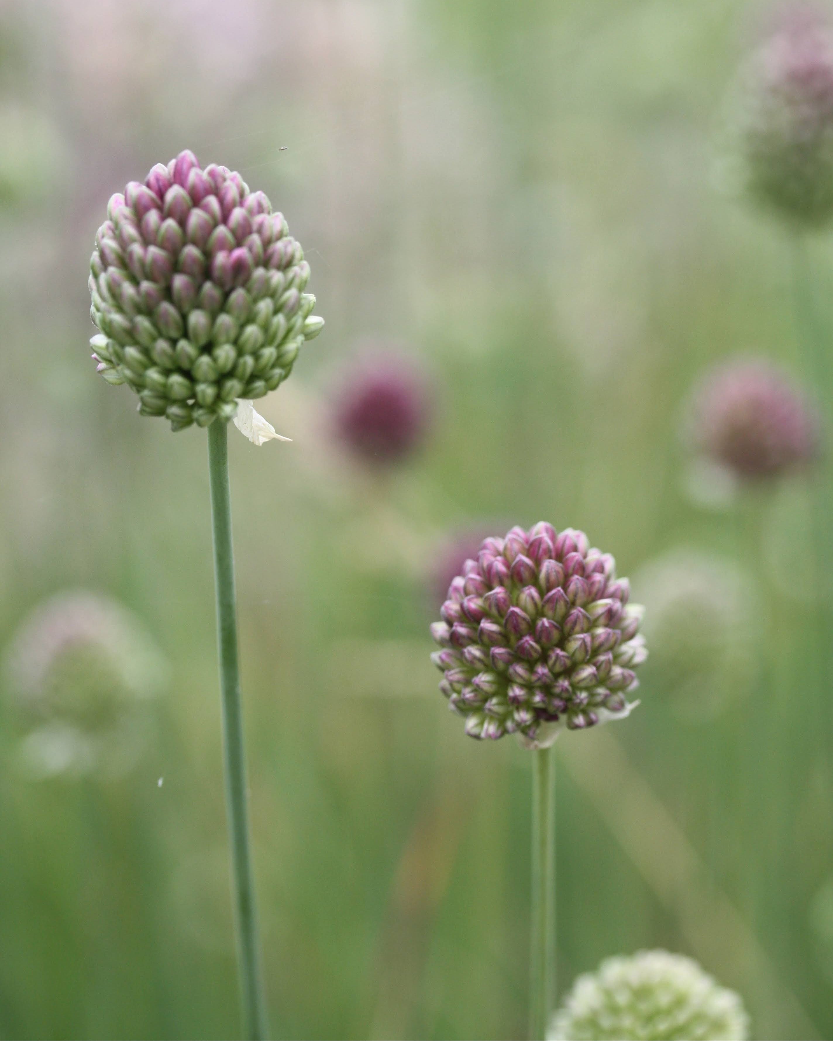 Kuleløk Allium sphaerocephalon – lange slanke stilker med mørke blomsterhoder, høyde ca. 60–80 cm