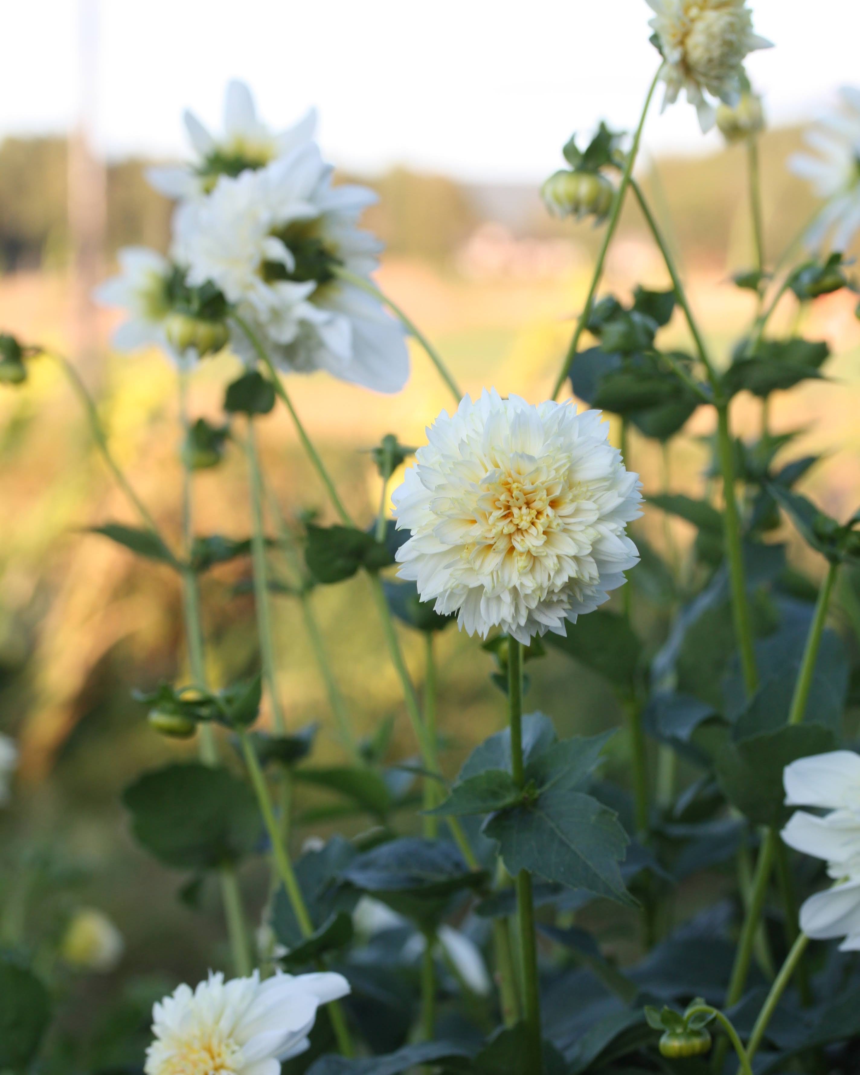 Georgine Platinum Blonde - Kremhvit georgine med karakteristisk anemoneblomstring