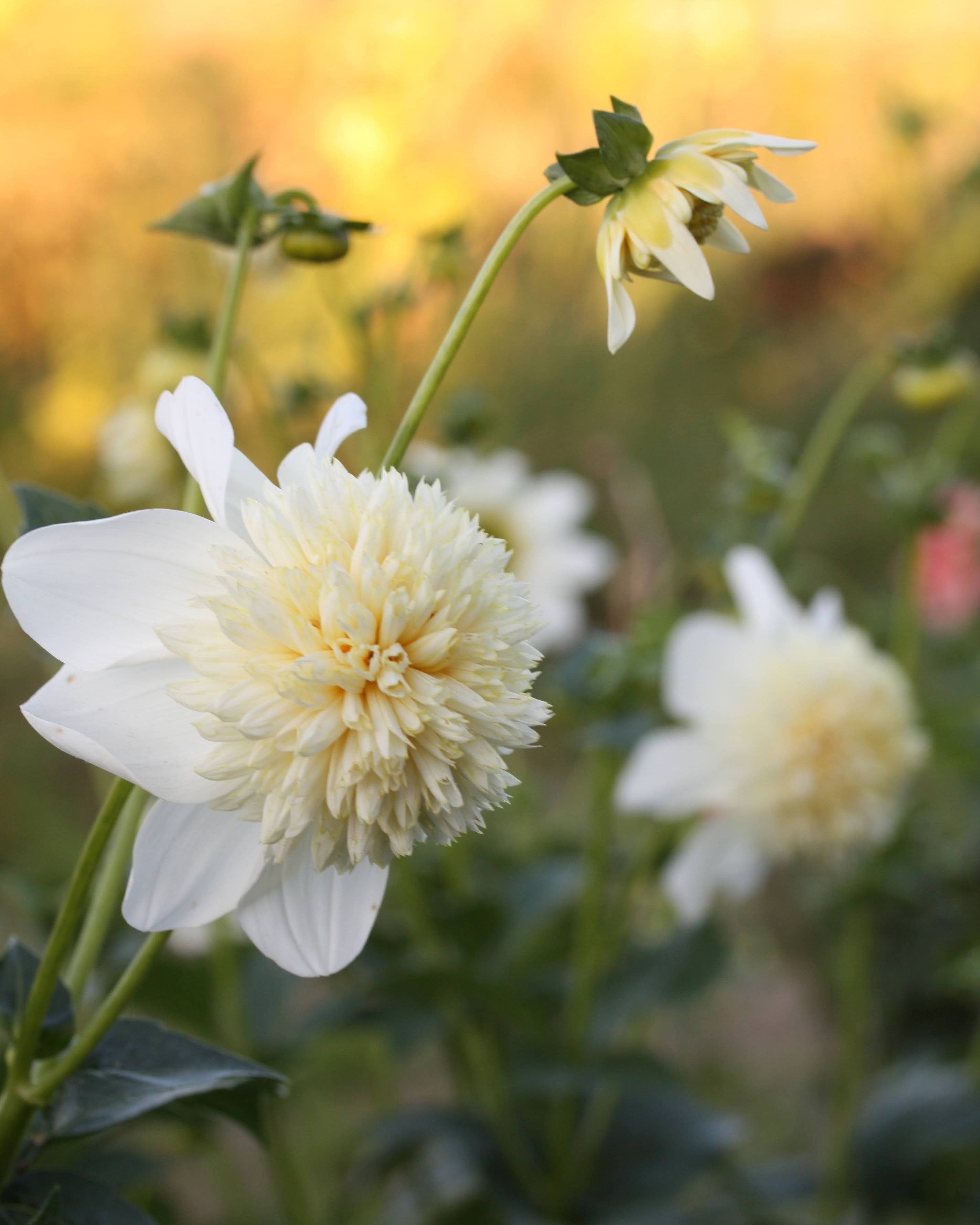 Georgine Platinum Blonde - Detaljbilde av anemoneblomstrende georgine i kremhvitt