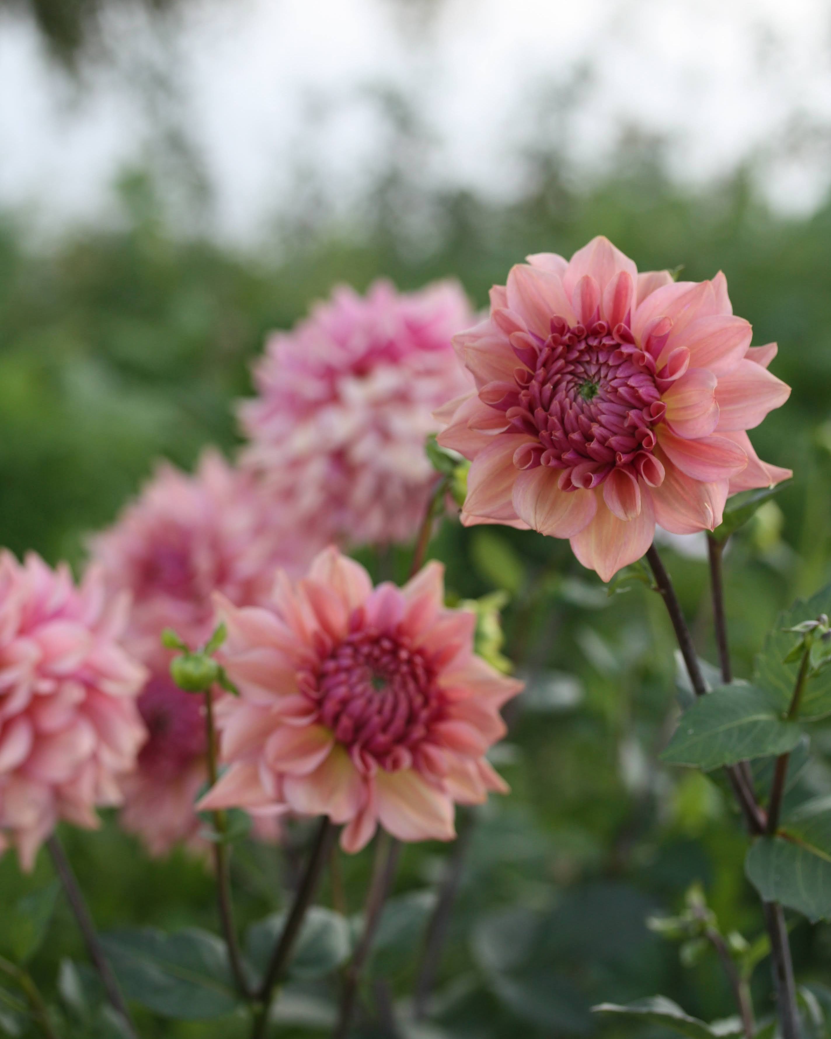 Georgine La Belle Epoque i full blomst med rosa-lilla nymfeform