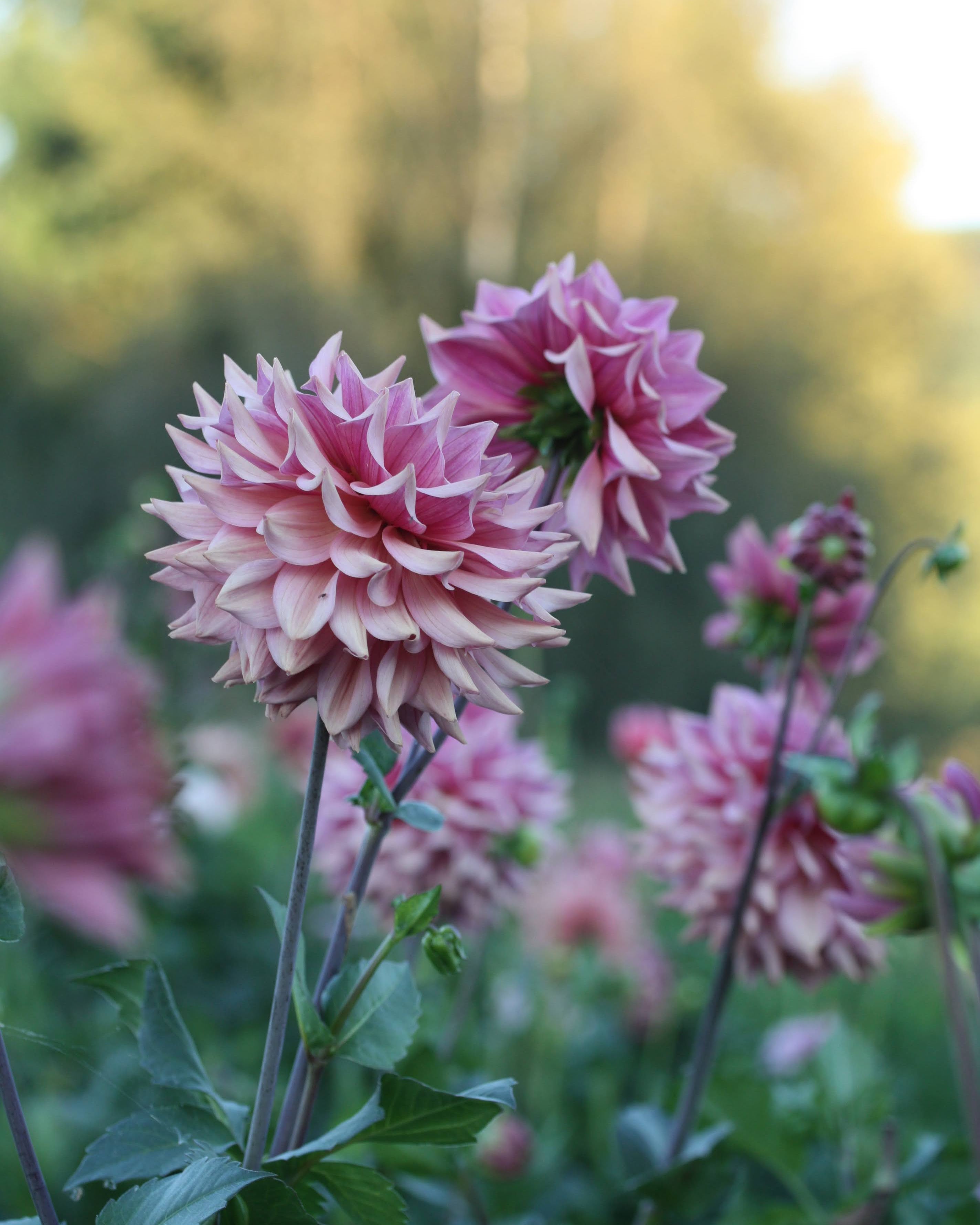 La Belle Epoque nymfegeorgine med karakteristisk antikkrosa blomst