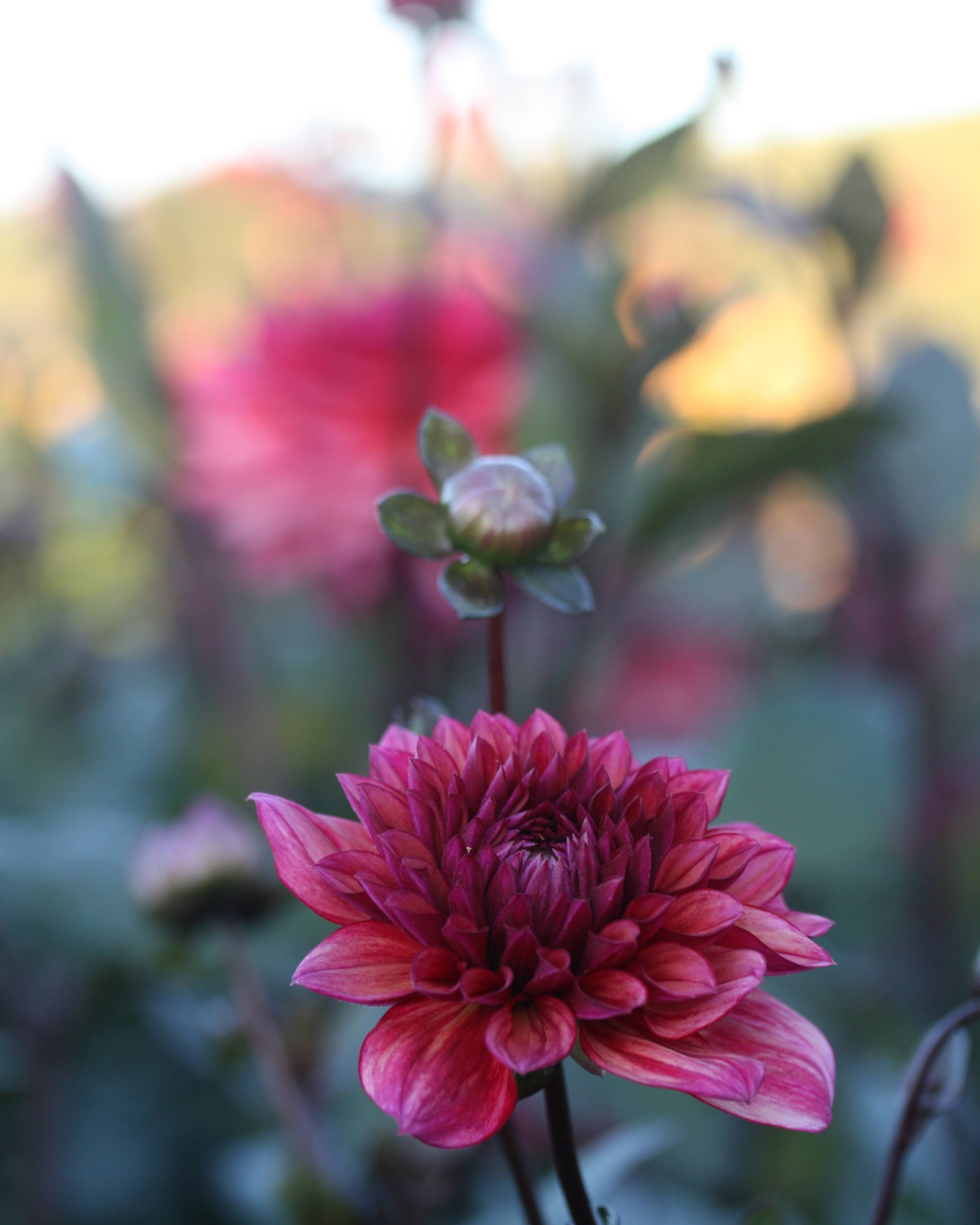 Georgine Molly Raven i full blomst med dyp fargeskala og mørke blader