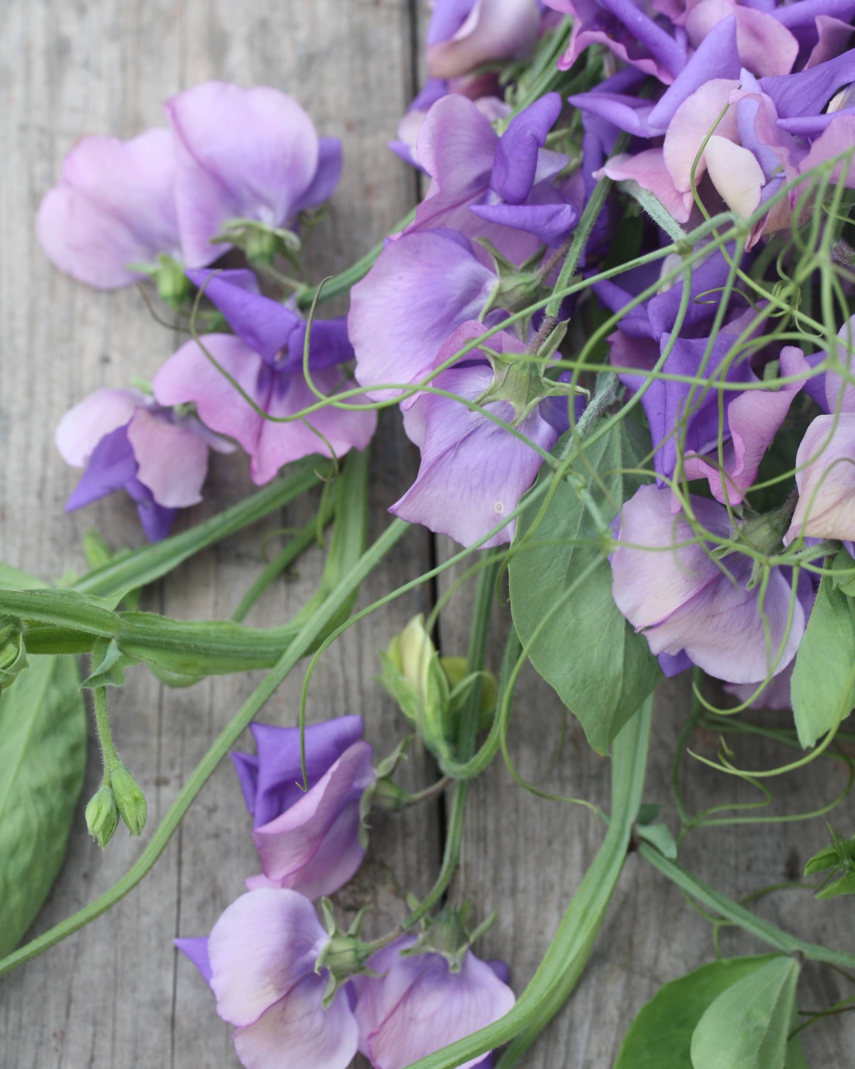 Nærbilde av Erteblomst Erewhon duftende blomster med unik fargefordeling